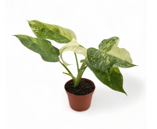 Jose Buono Philodendron