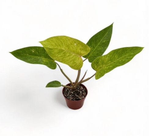 Painted Lady Philodendron
