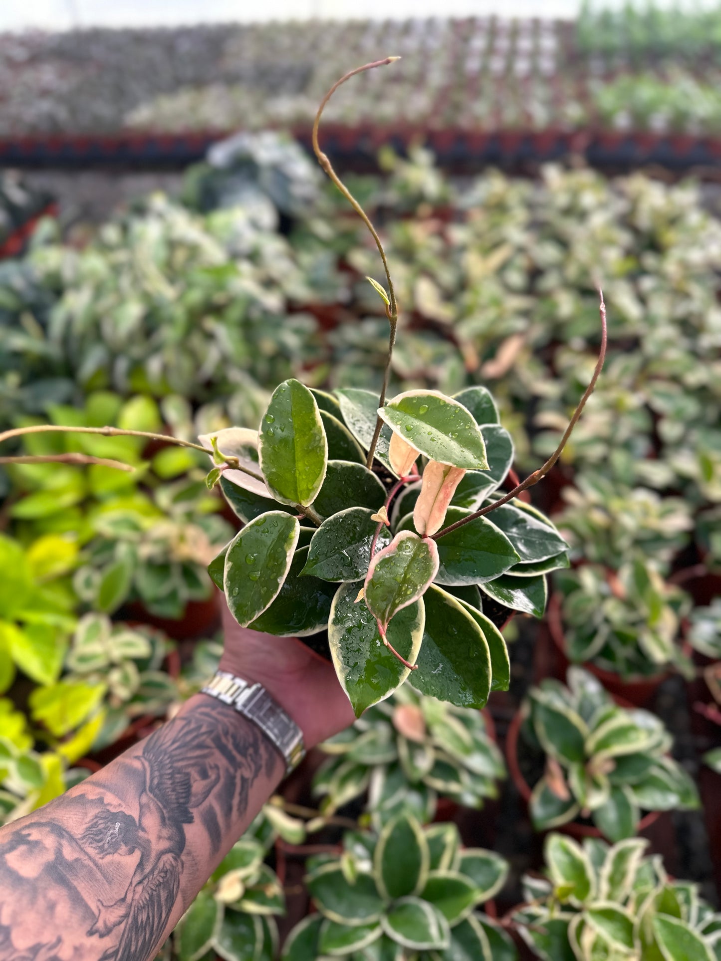 Hoya Krimson Queen (Tricolor) - 6" from MyPlants
