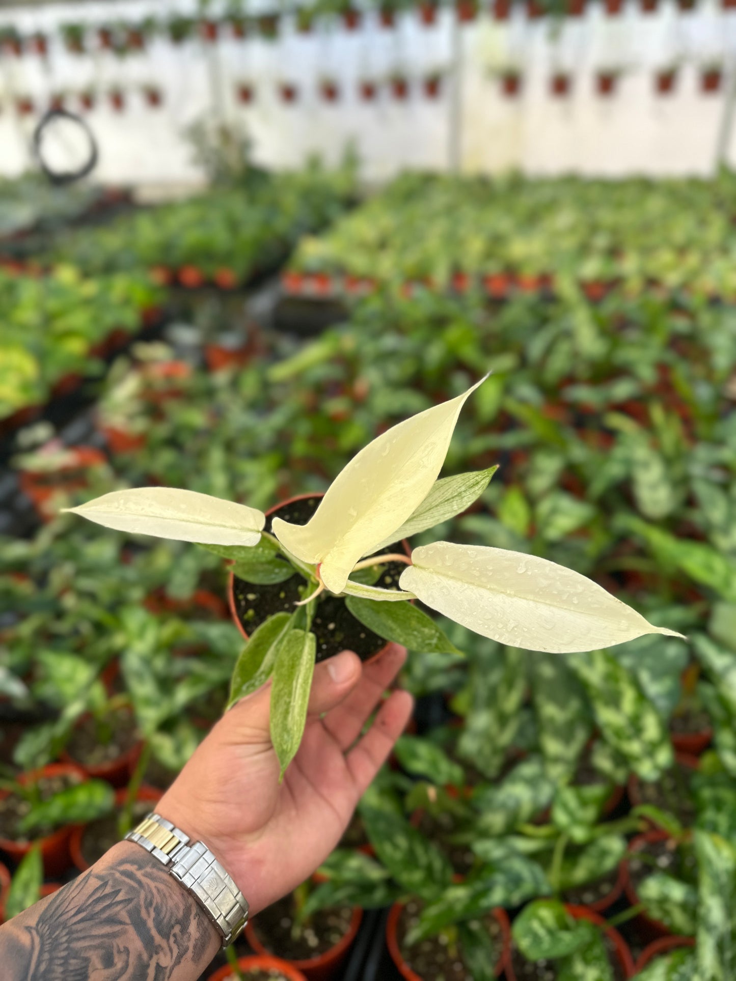 Rare Philodendron Florida Ghost - 4” from MyPlants