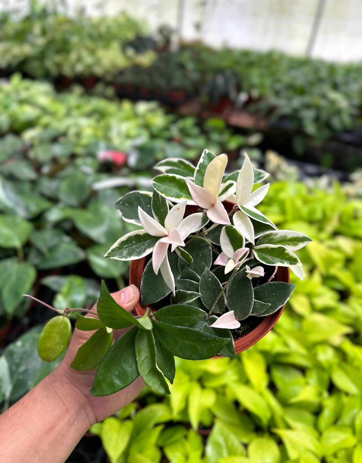 Hoya Krimson Queen (Tricolor) - 6" from MyPlants