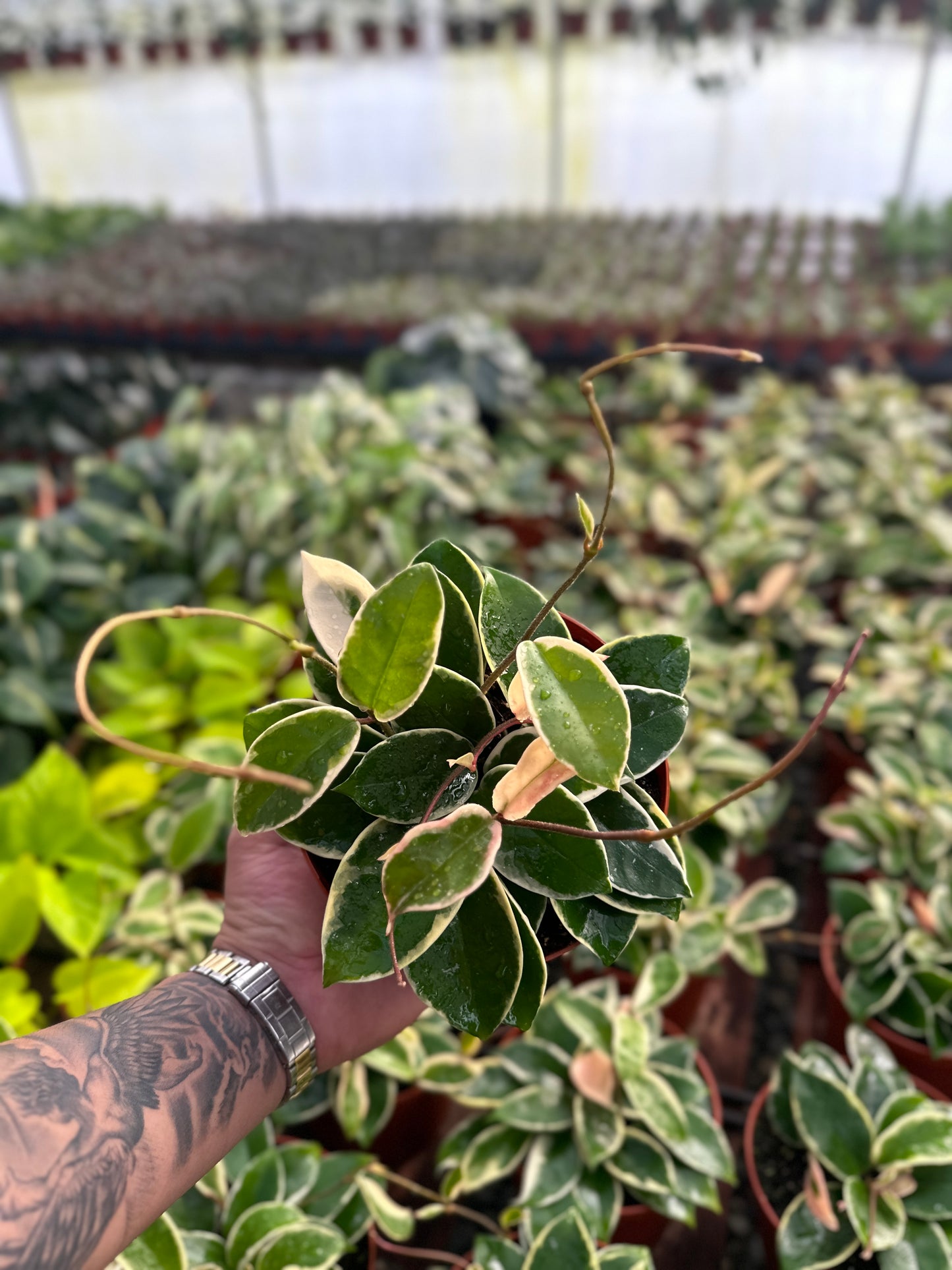 Hoya Krimson Queen (Tricolor) - 6" from MyPlants