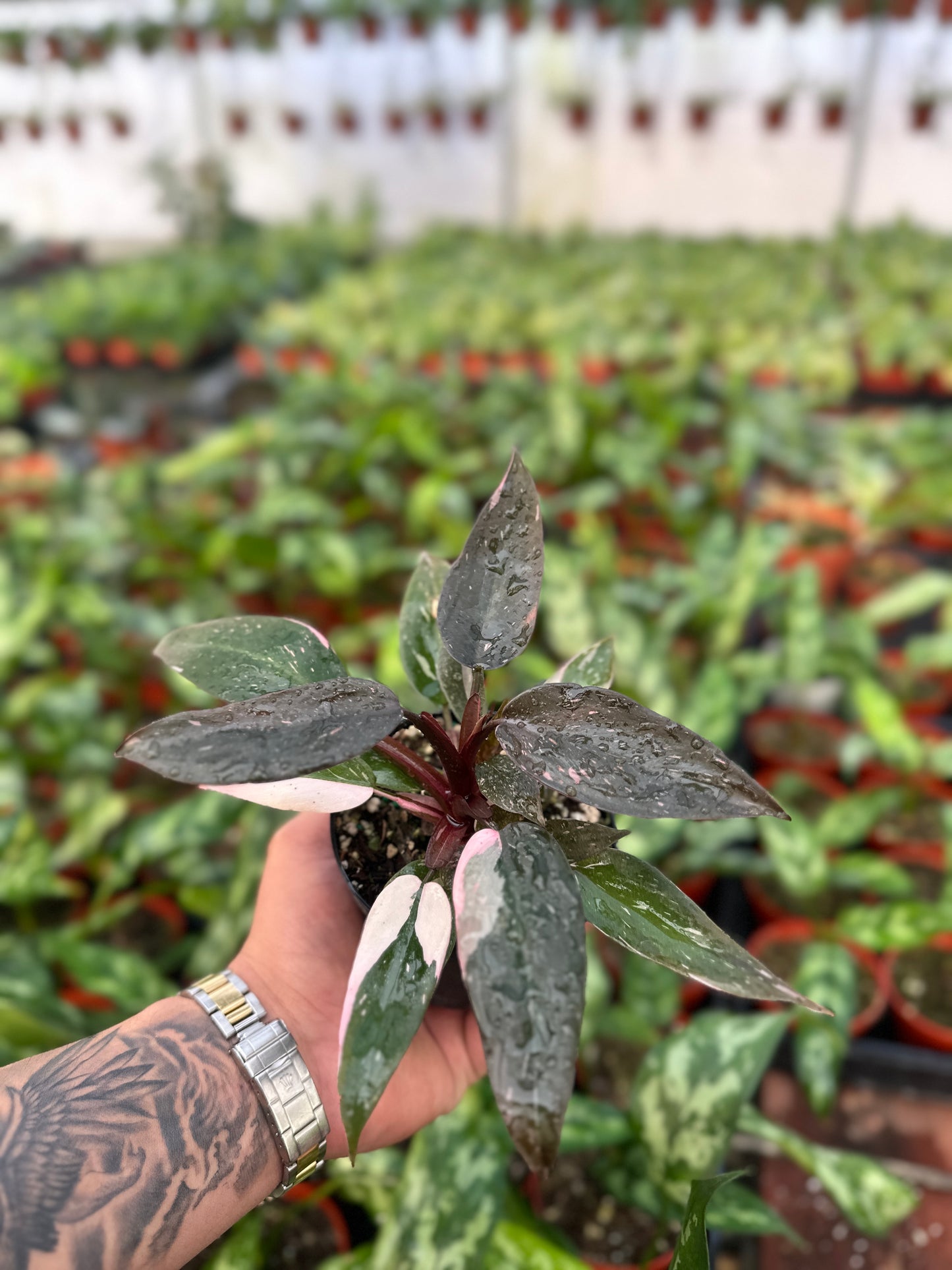 Philodendron Pink Marble - 4” from MyPlants