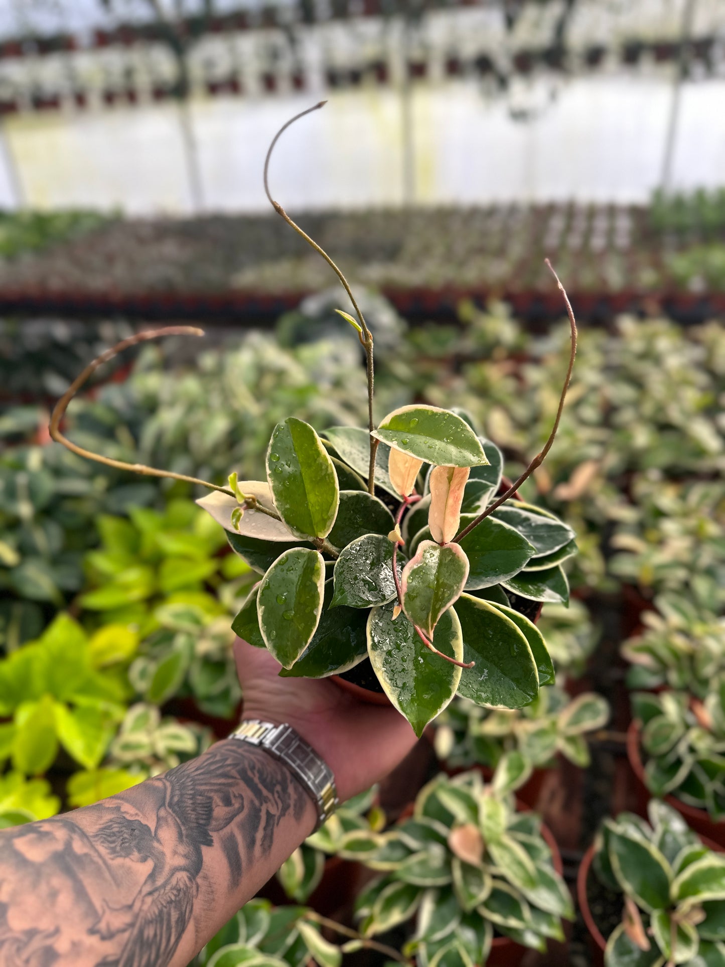 Hoya Krimson Queen (Tricolor) - 6" from MyPlants