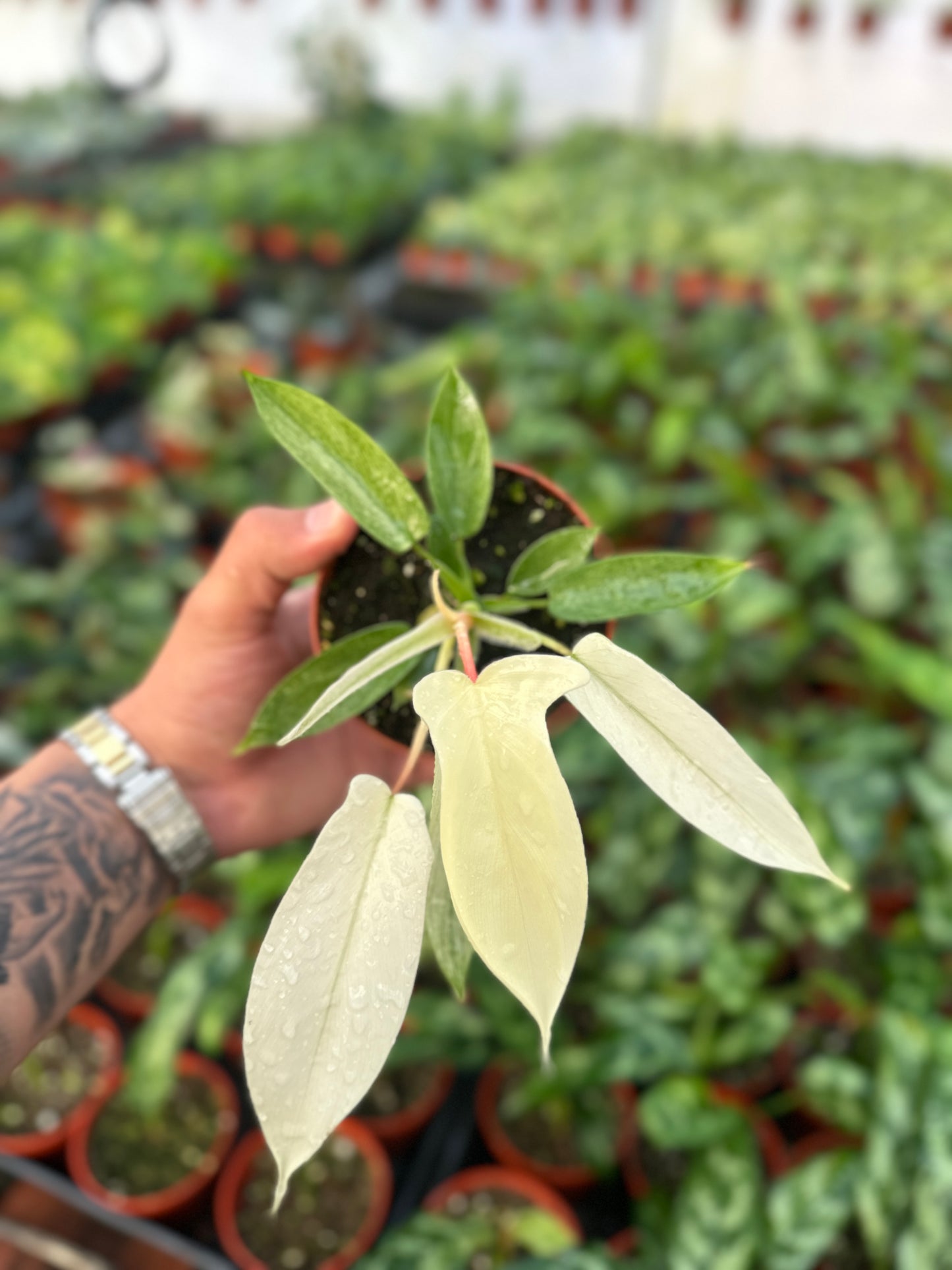 Rare Philodendron Florida Ghost - 4” from MyPlants