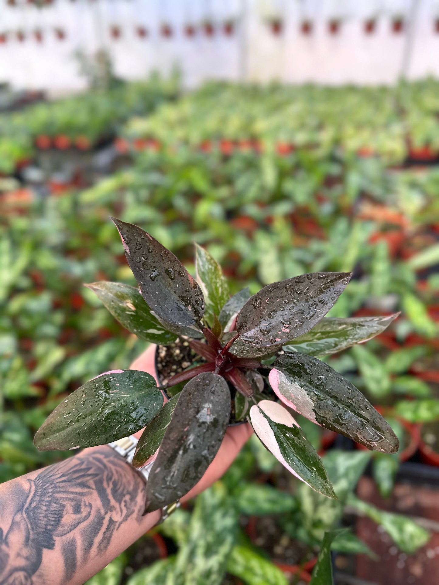 Philodendron Pink Marble - 4” from MyPlants