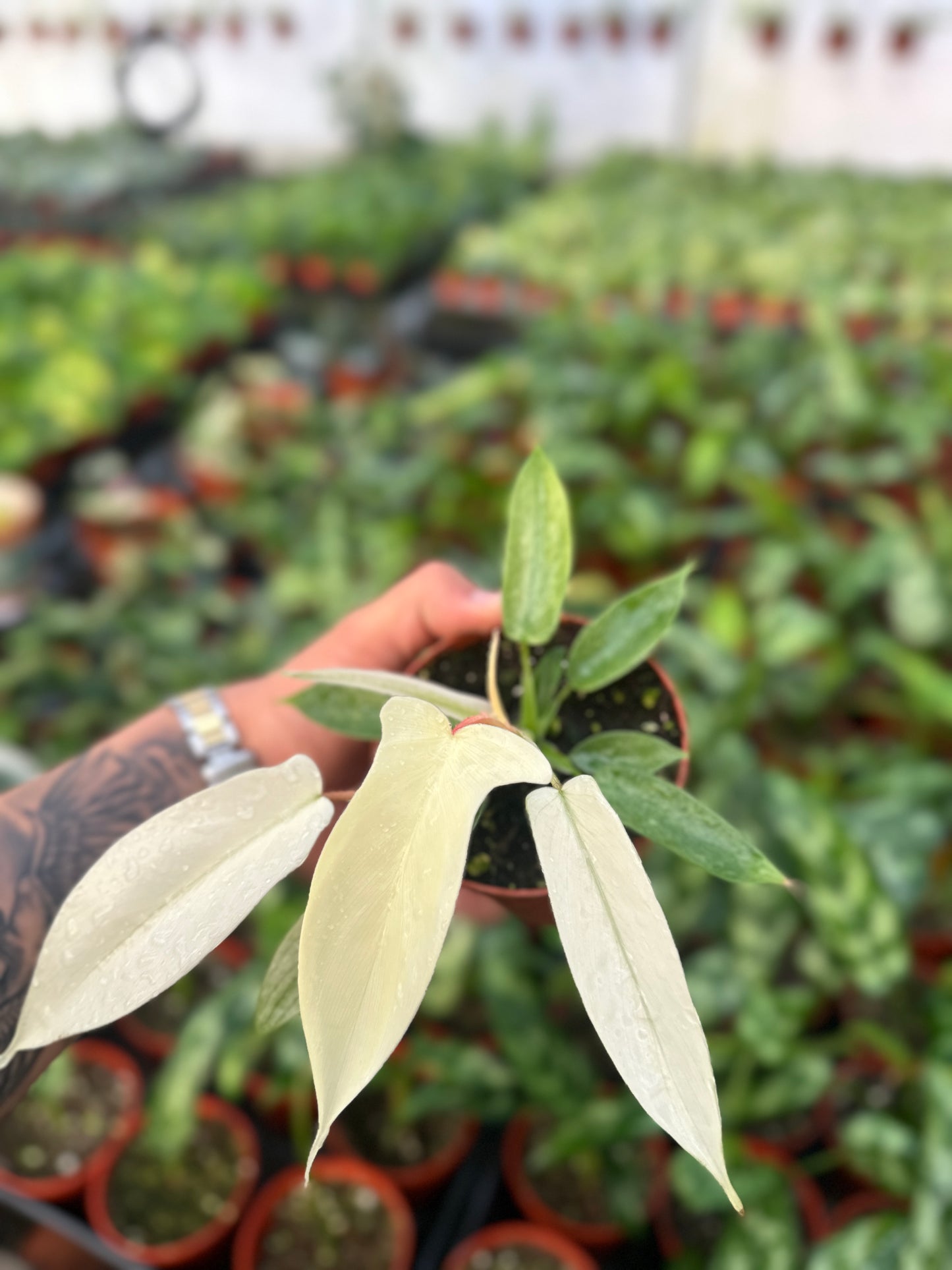 Rare Philodendron Florida Ghost - 4” from MyPlants