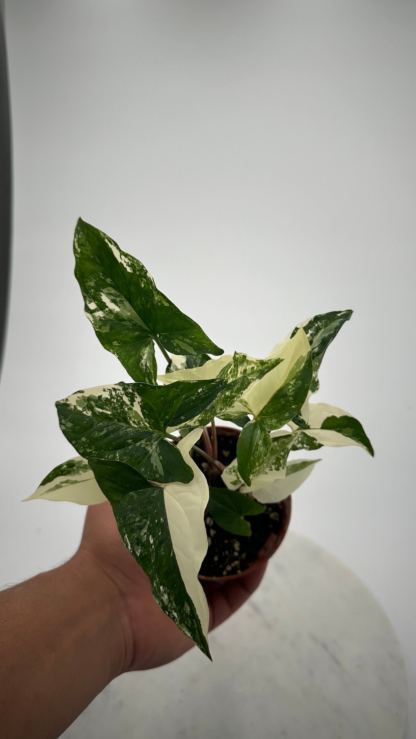 Albo Syngonium Variegated - 4" from MyPlants
