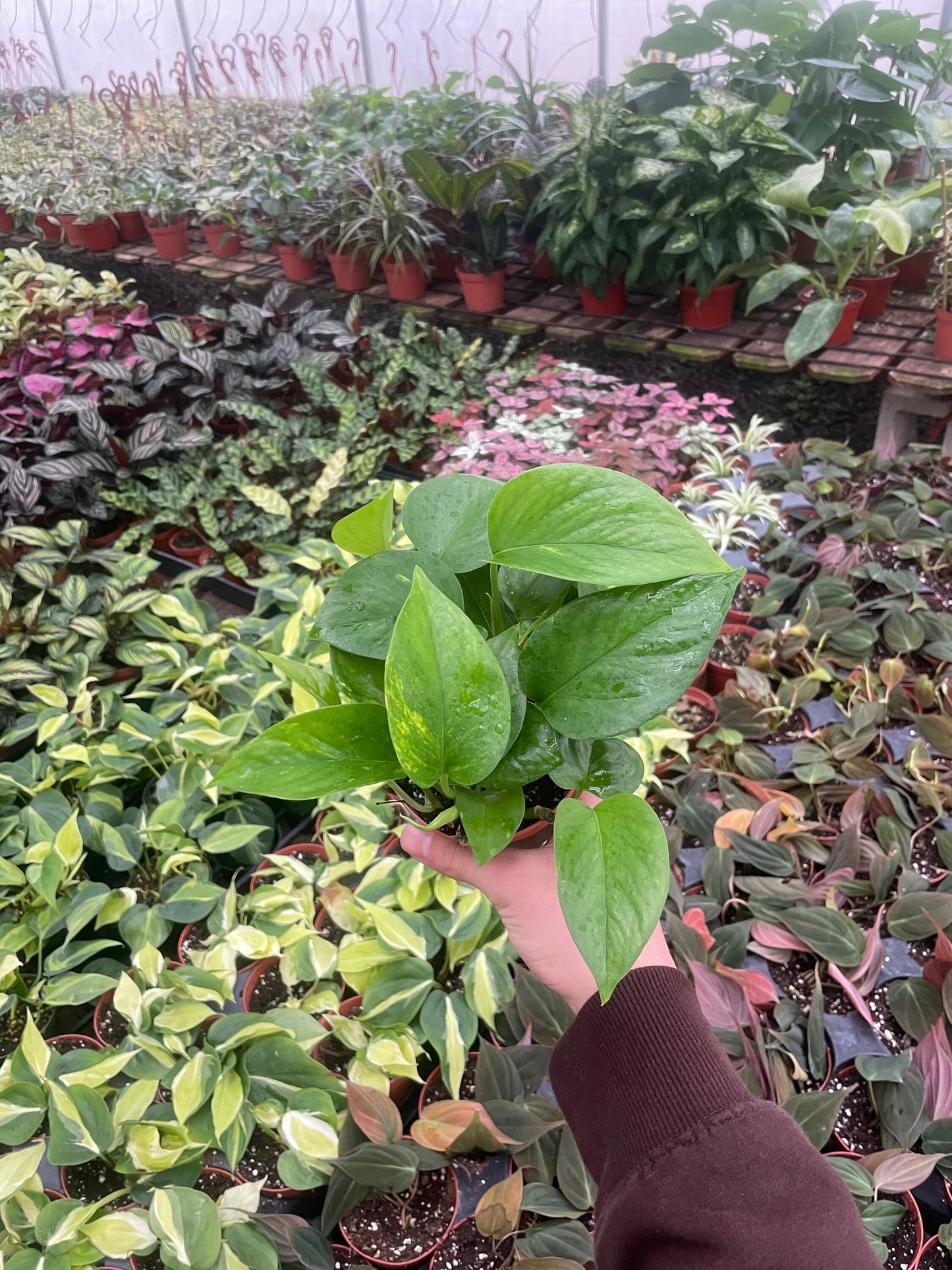Golden Pothos - Epipremnum Aureum - 4" from MyPlants