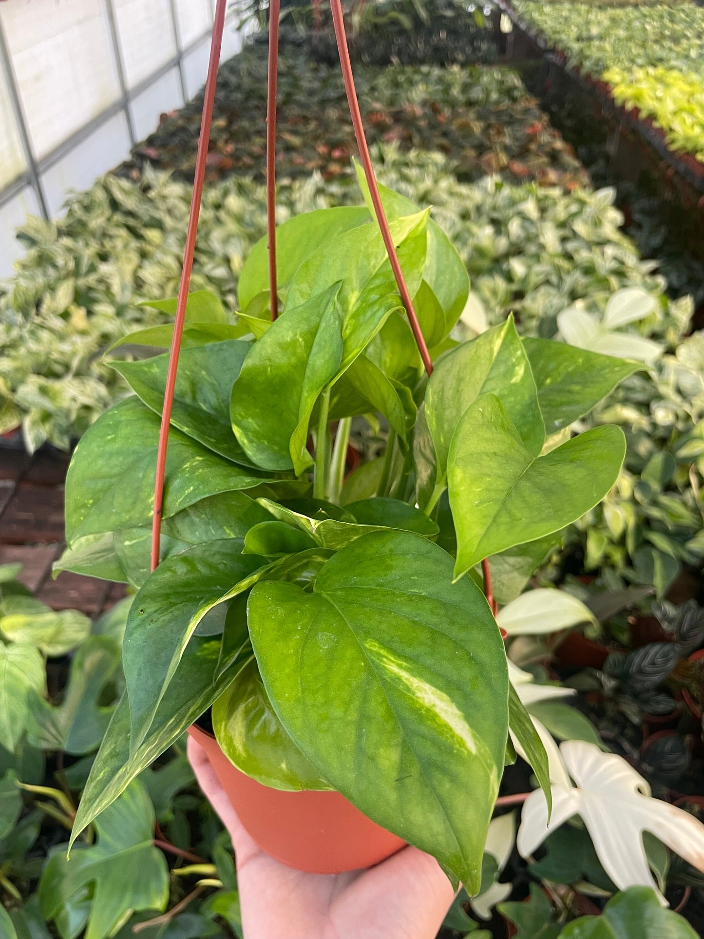 Golden Pothos - Epipremnum Aureum - 6" from MyPlants
