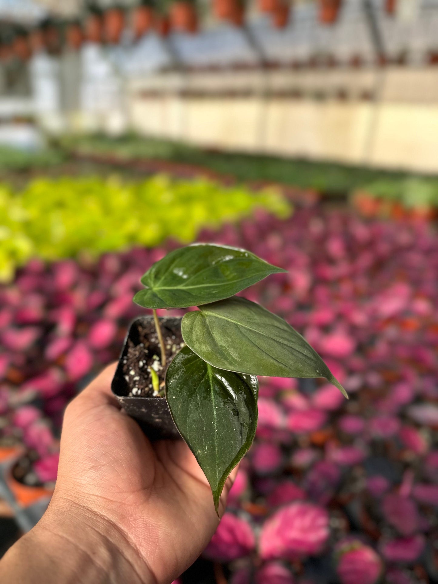 Philodendron Micans - 2" from MyPlants