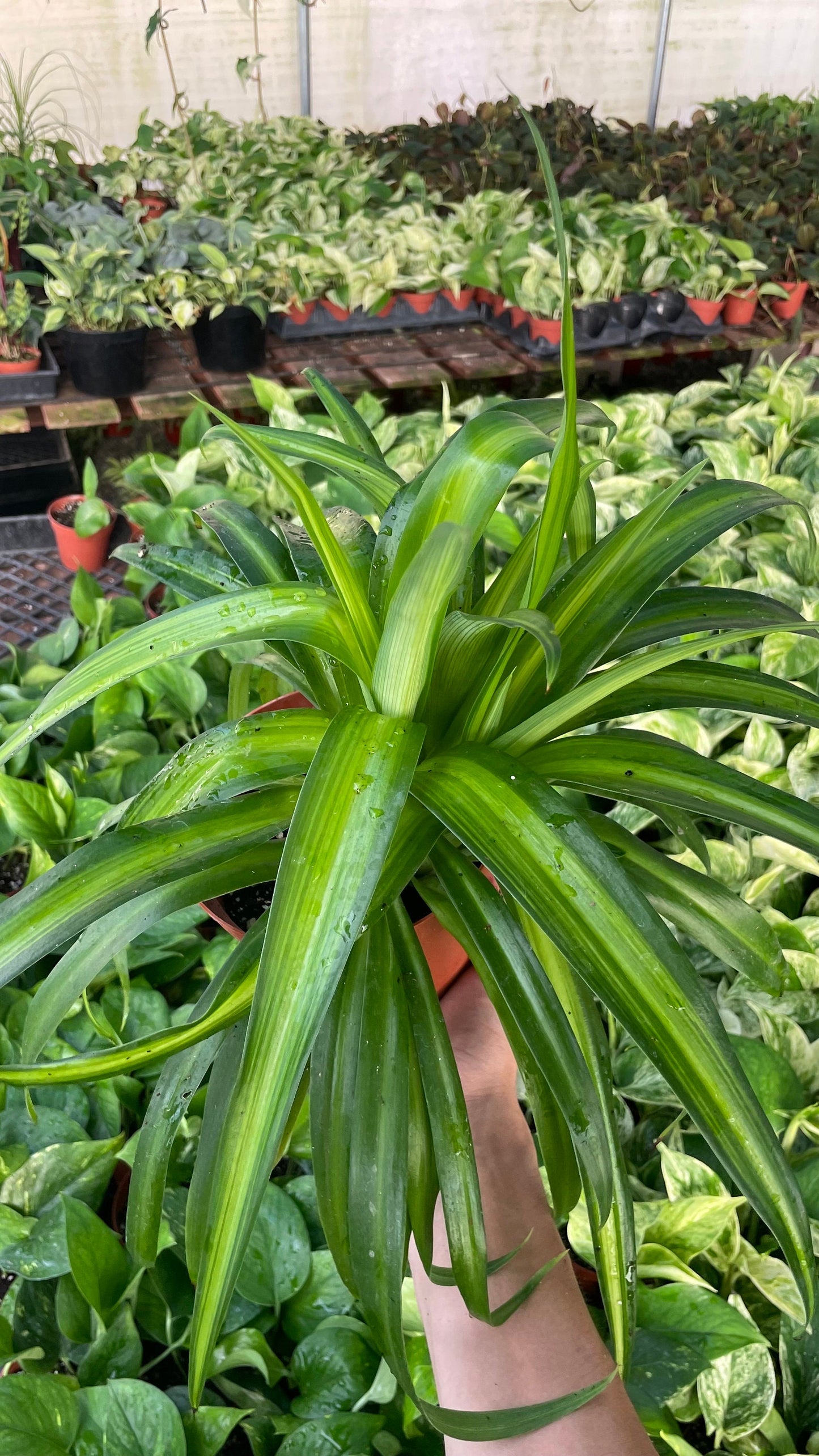 Hawaiian Spider Plant - 6" from MyPlants