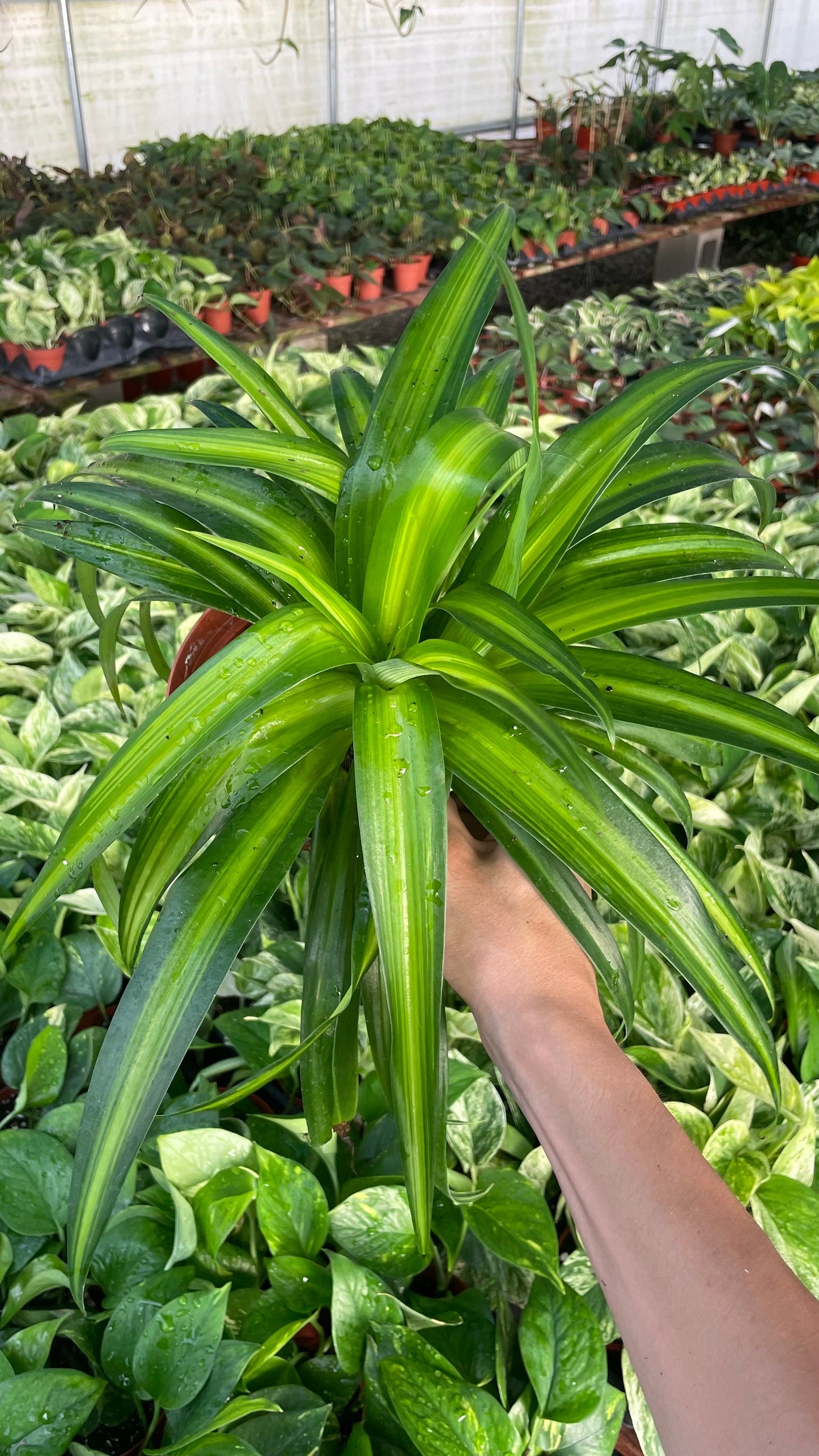 Hawaiian Spider Plant - 6" from MyPlants