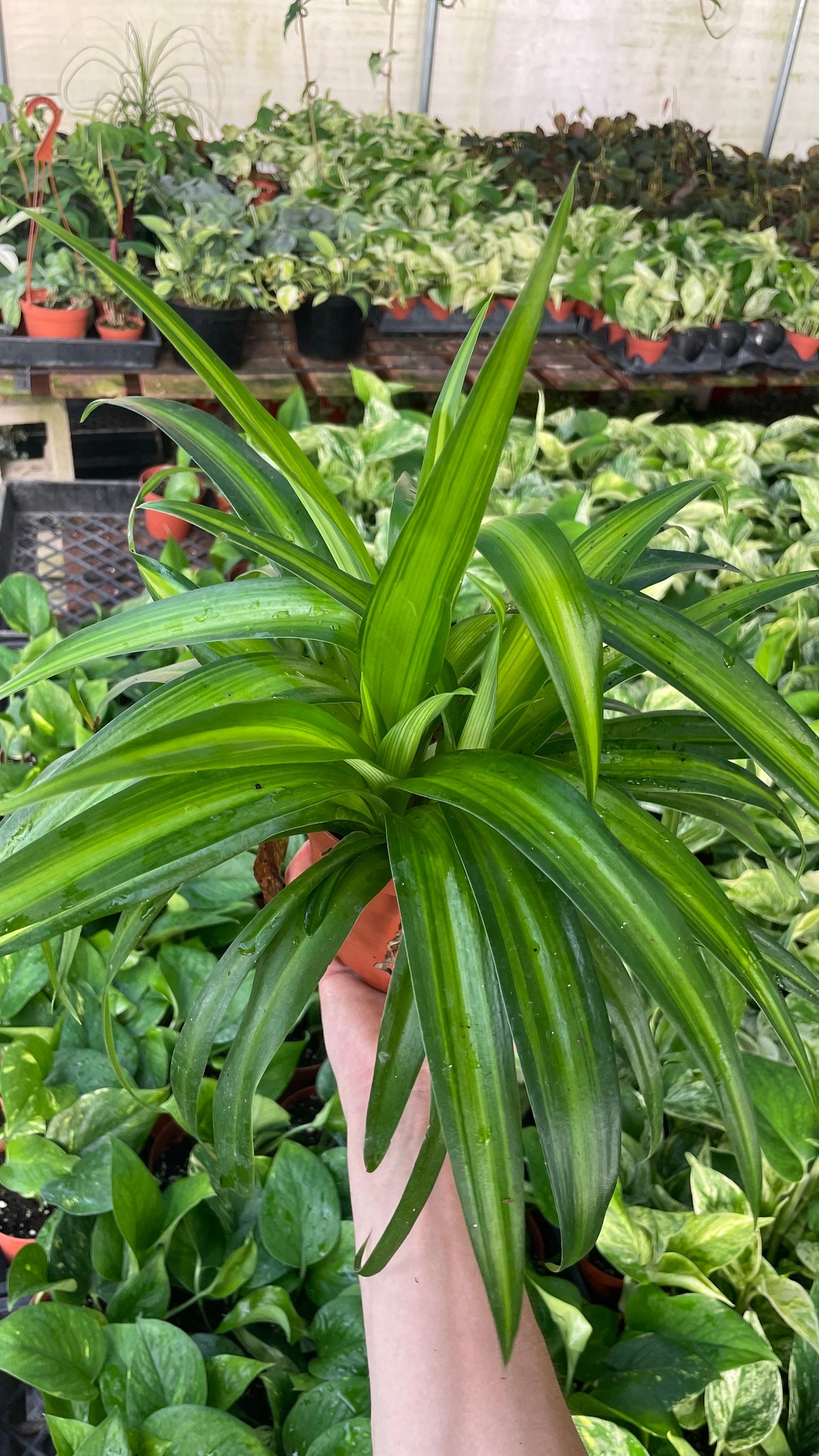 Hawaiian Spider Plant - 6" from MyPlants