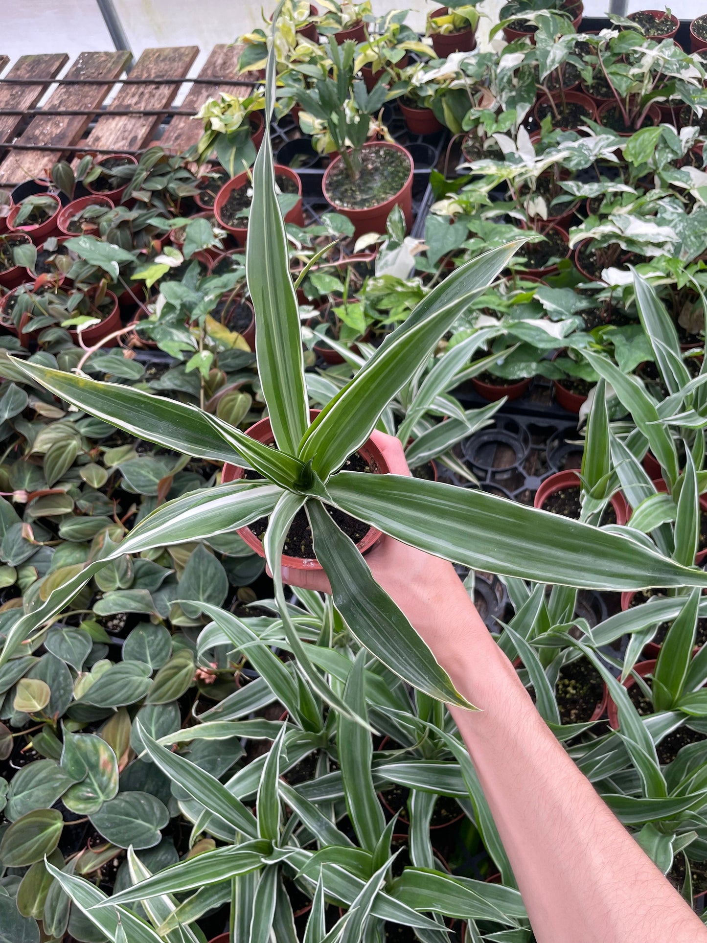 Dracaena Warneckii Plant - 4" from MyPlants