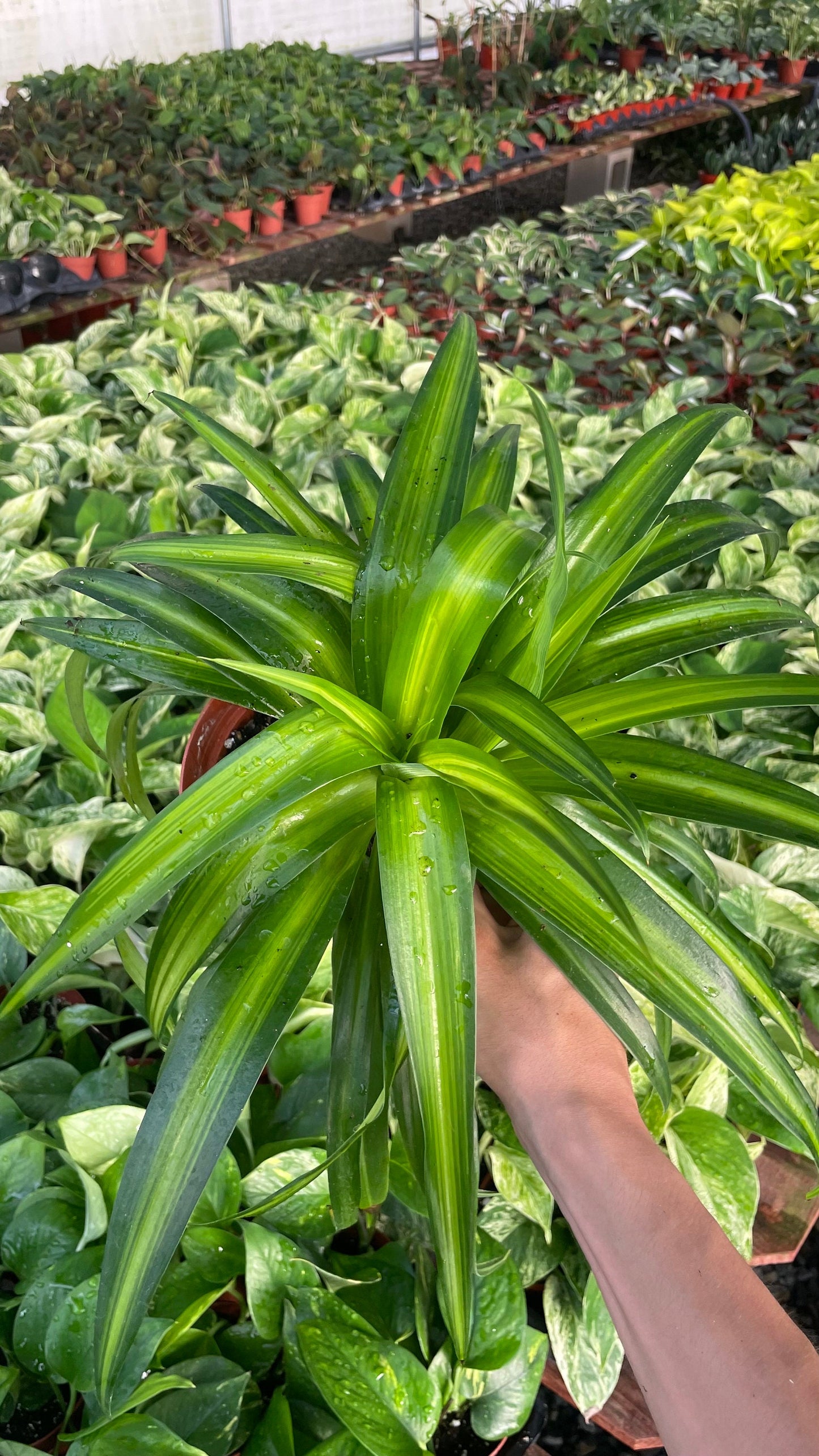 Hawaiian Spider Plant - 6" from MyPlants