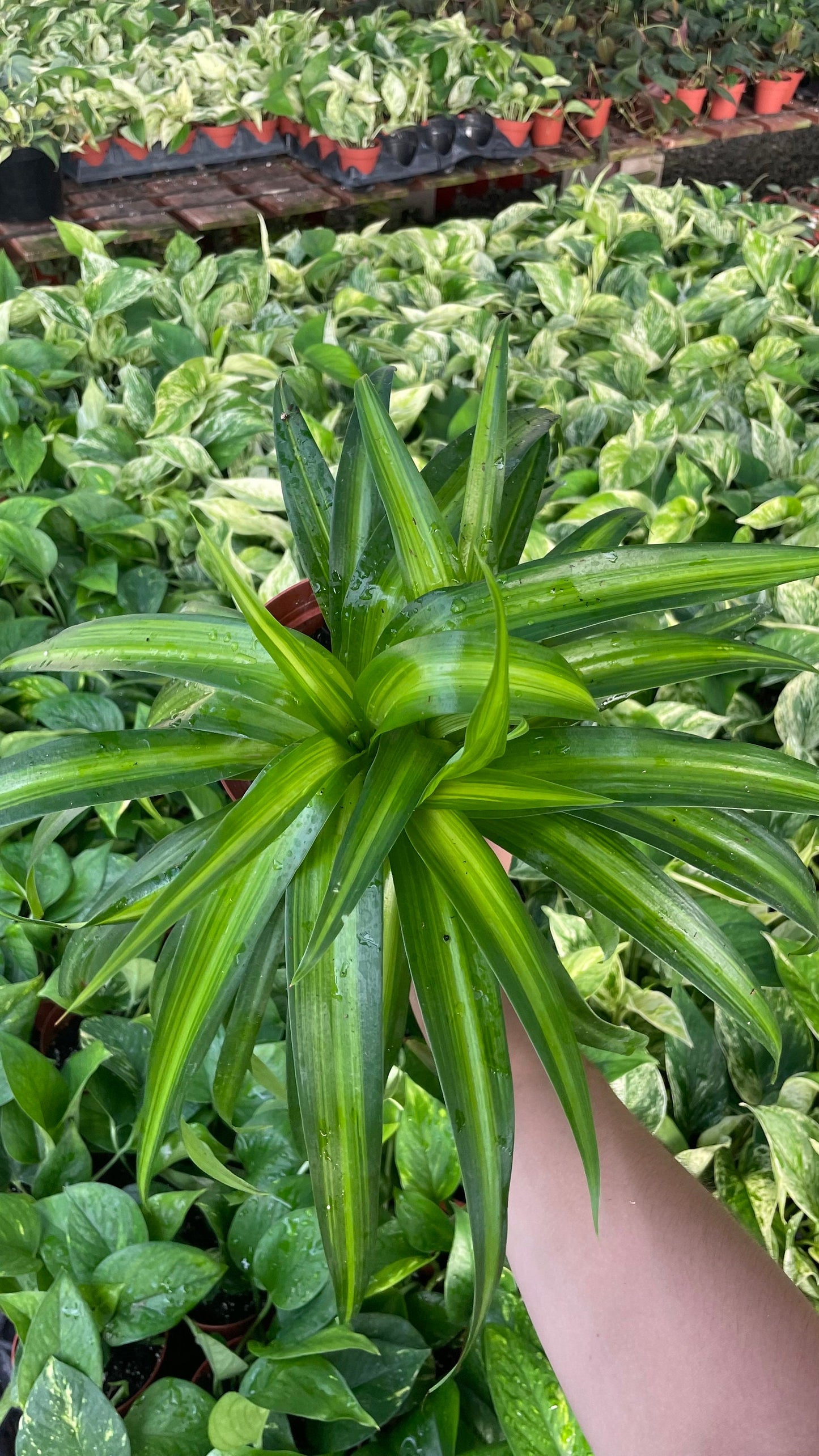 Hawaiian Spider Plant - 6" from MyPlants