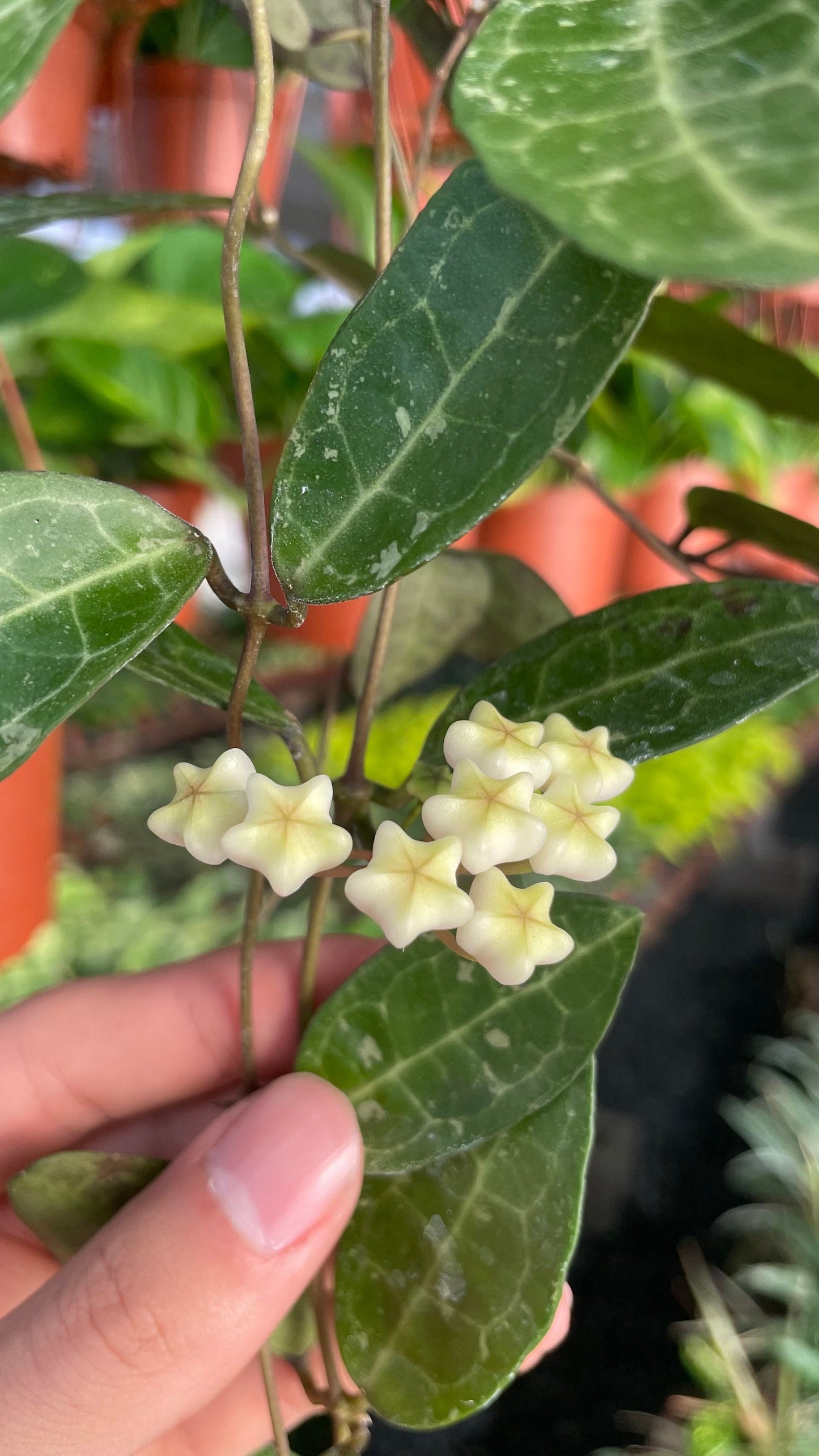 Hoya Elliptica (add-on plant ONLY) - 4" from MyPlants