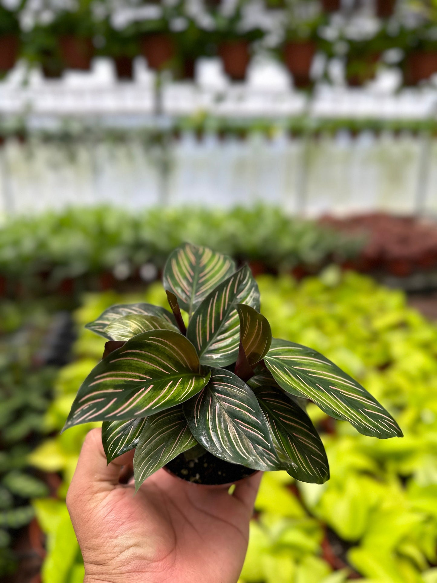 Calathea Beauty Star - 4" from MyPlants