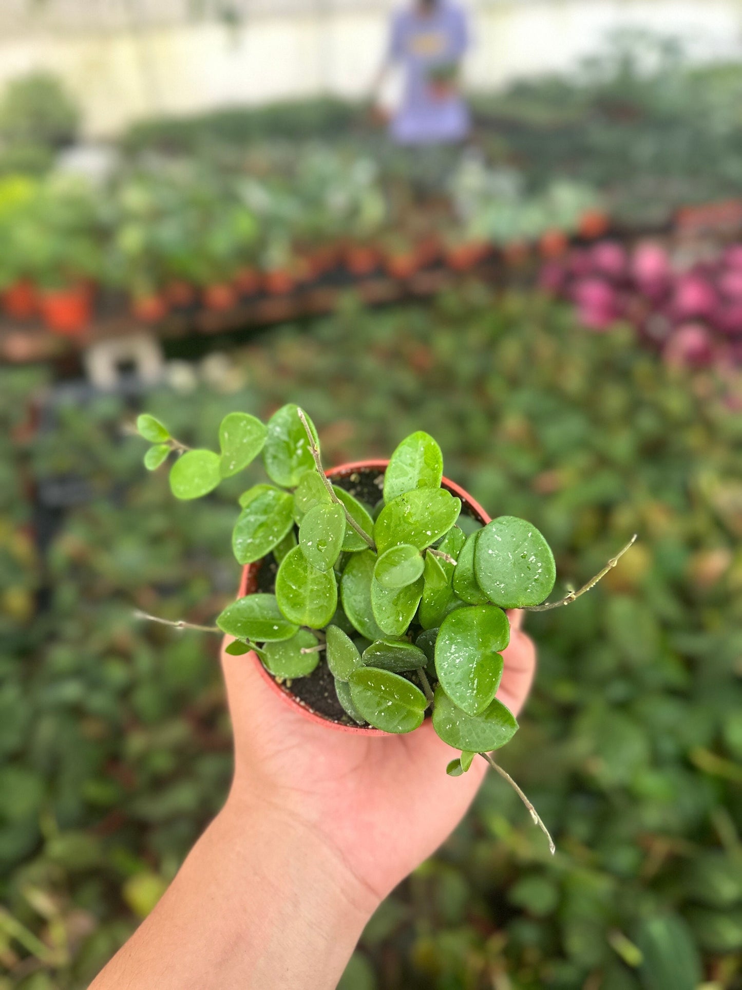 Hoya Mathilde Splash - 4" from MyPlants