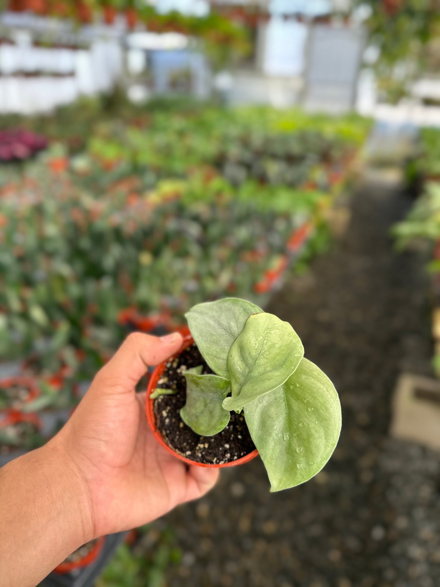 Scindapsus Pictus 'Platinum' - 4" from MyPlants