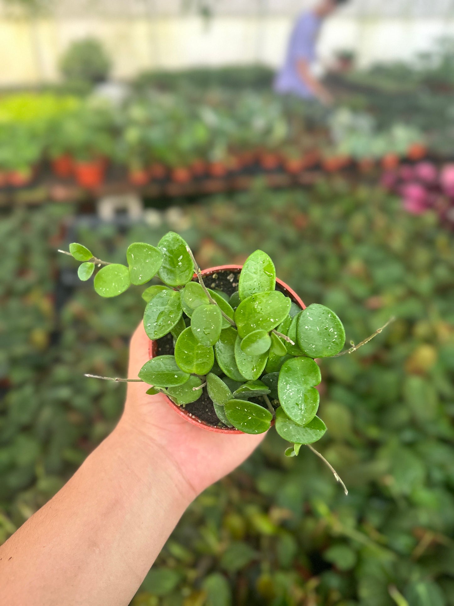 Hoya Mathilde Splash - 4" from MyPlants