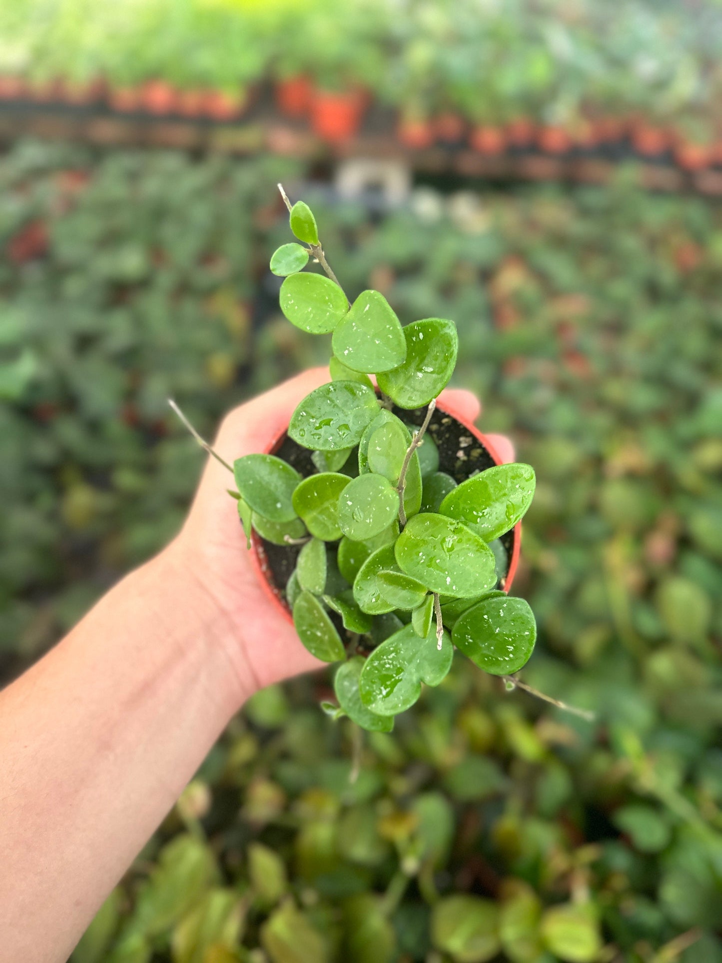 Hoya Mathilde Splash - 4" from MyPlants