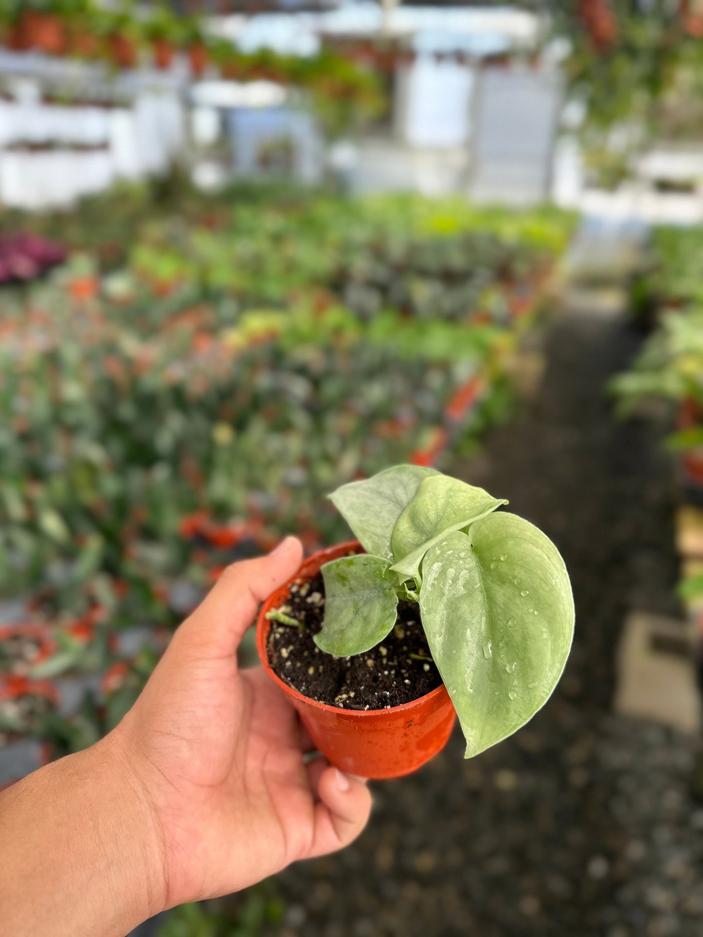 Scindapsus Pictus 'Platinum' - 4" from MyPlants