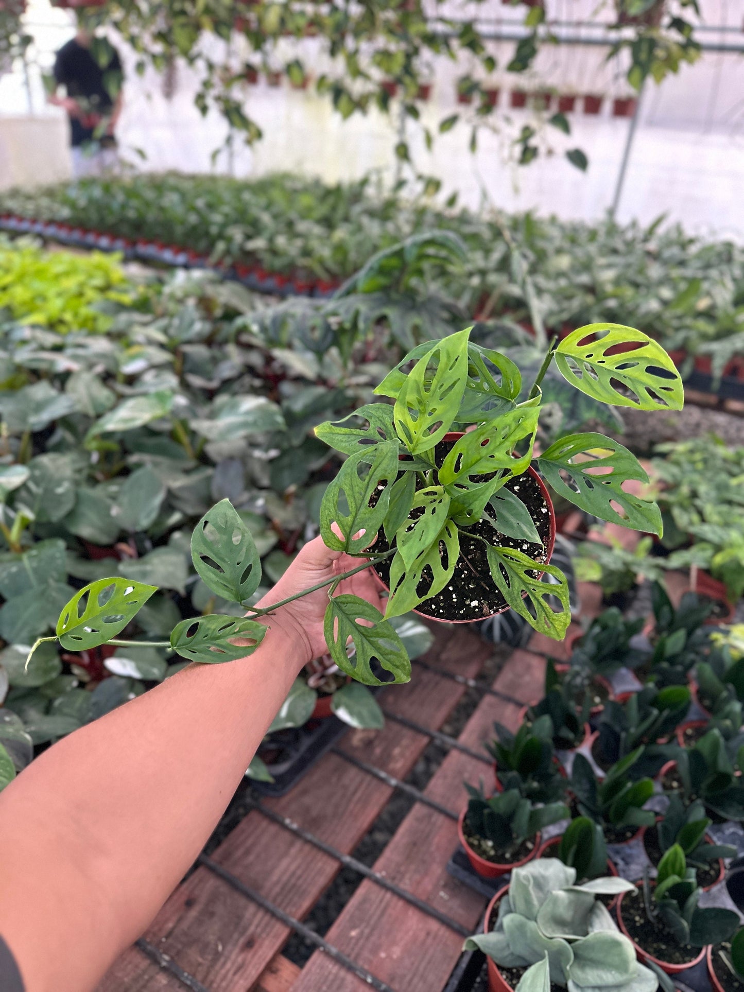 Monstera Esqueleto - 6" from MyPlants