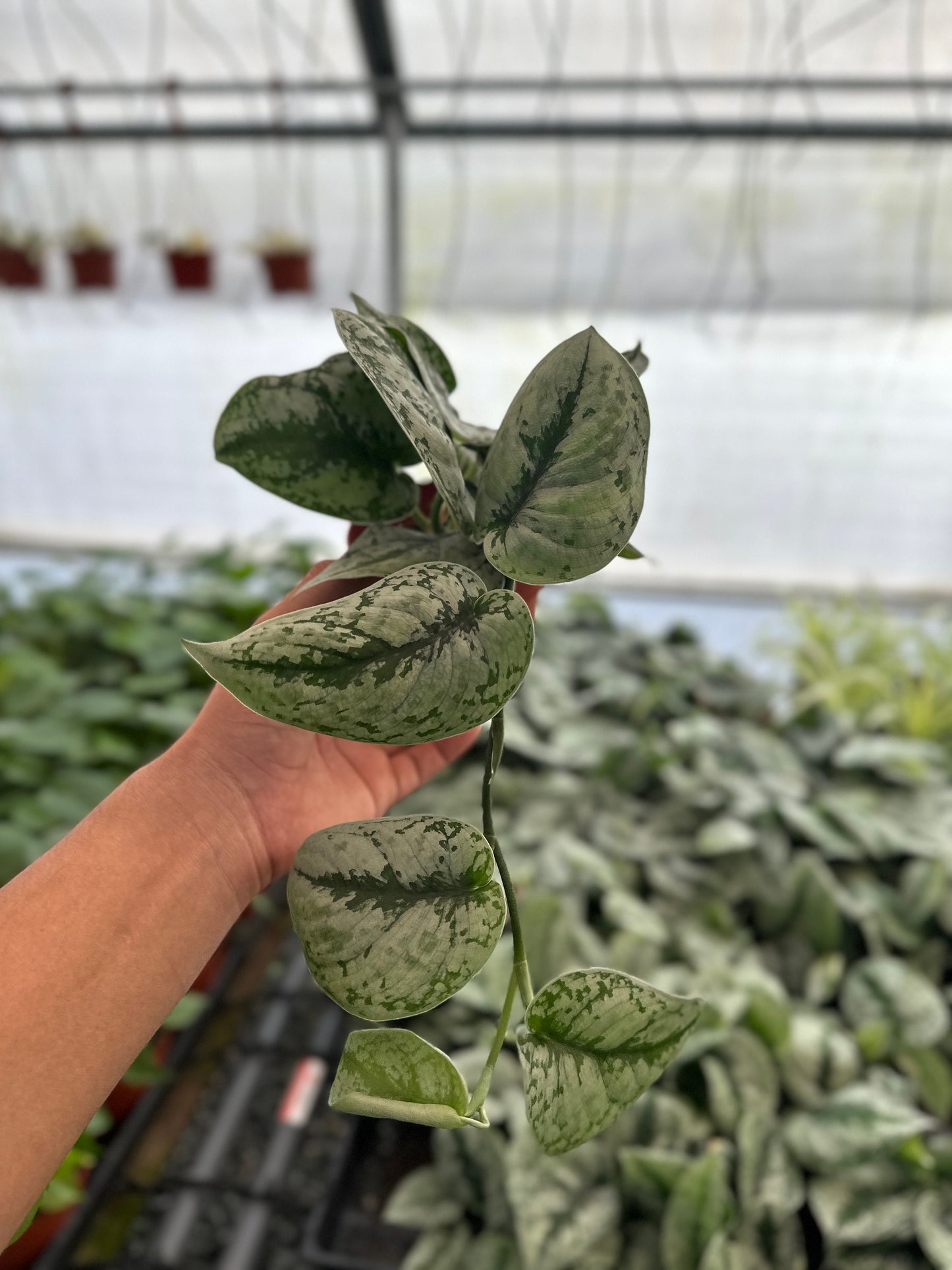 Trailing Satin Pothos - Scindapsus Pictus Exotica - 4" from MyPlants