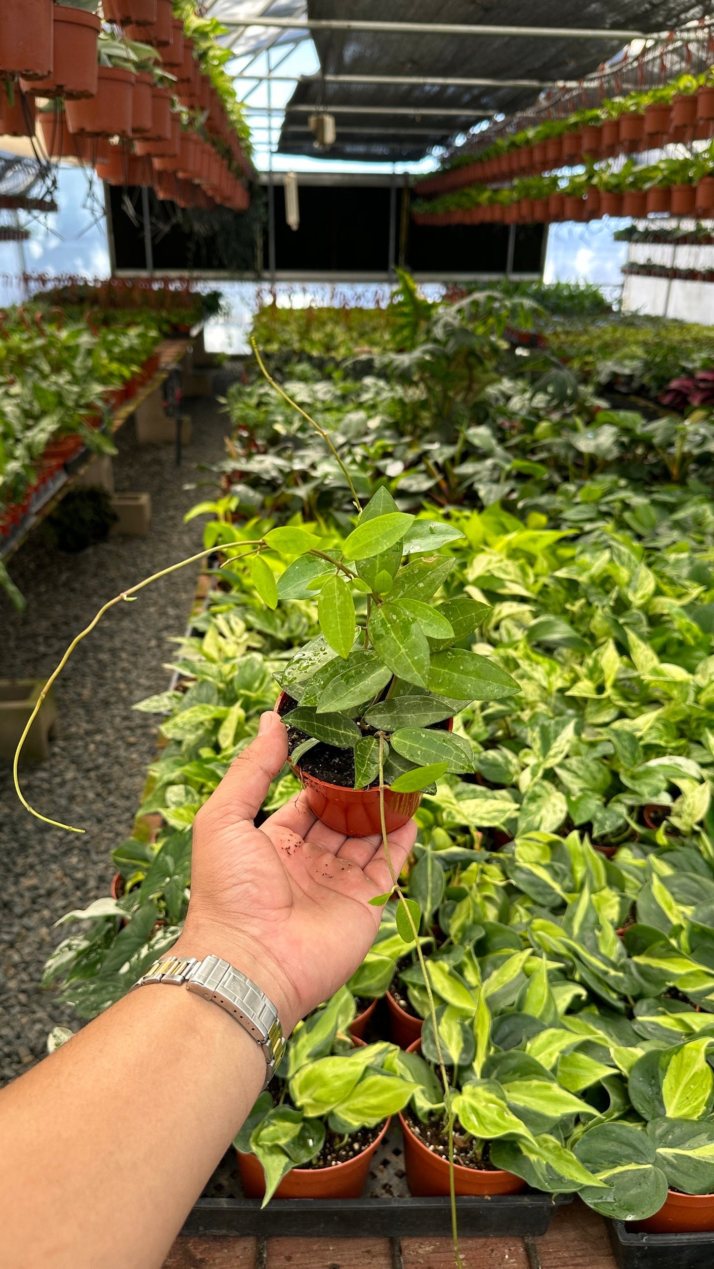 Hoya Elliptica (Turtle Shell Hoya) - 4" from MyPlants