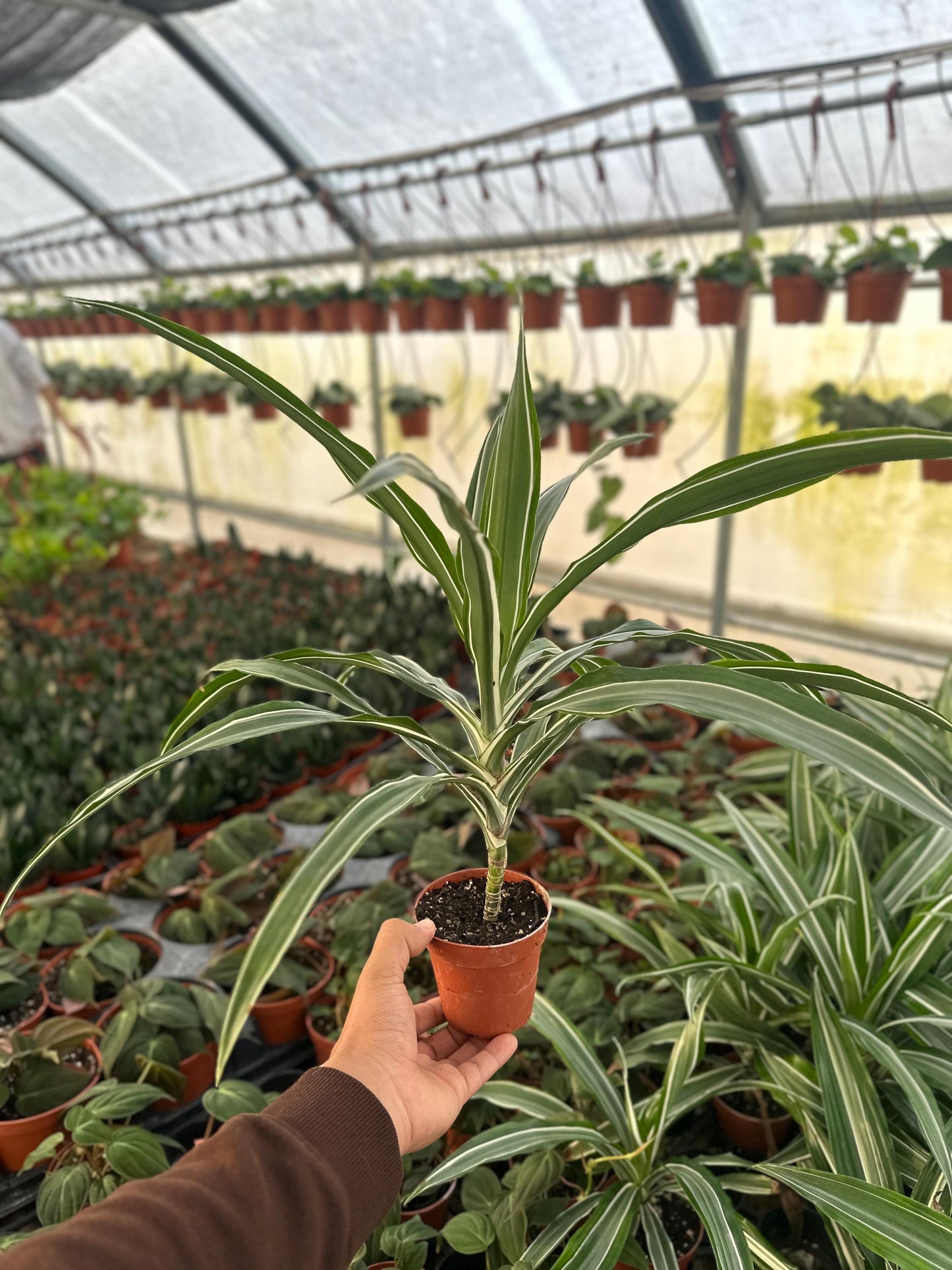 Dracaena Warneckii Plant - 6" from MyPlants