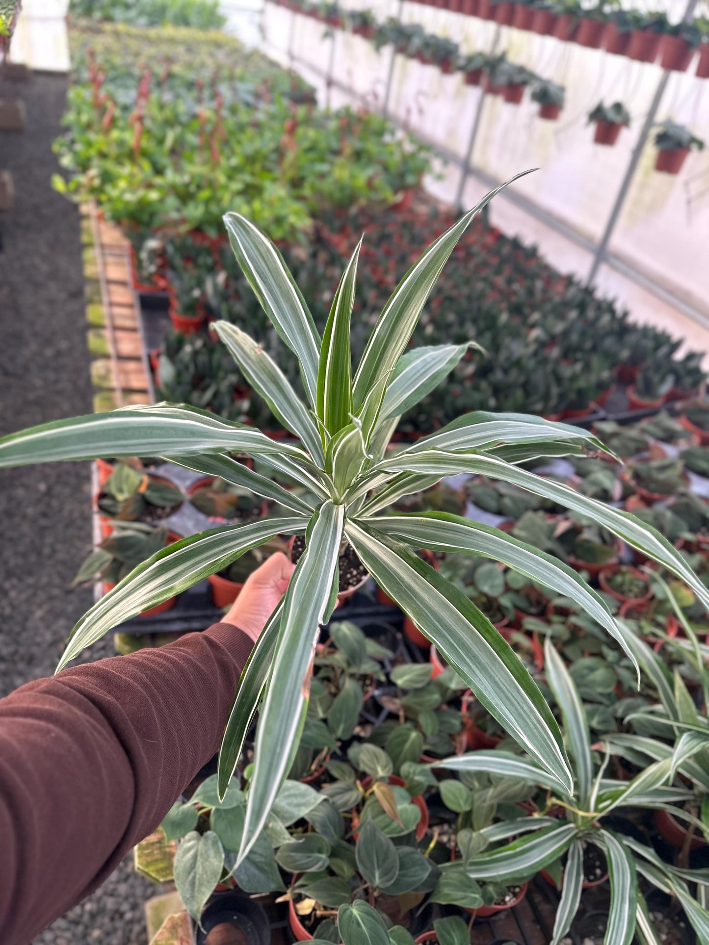 Dracaena Warneckii Plant - 6" from MyPlants