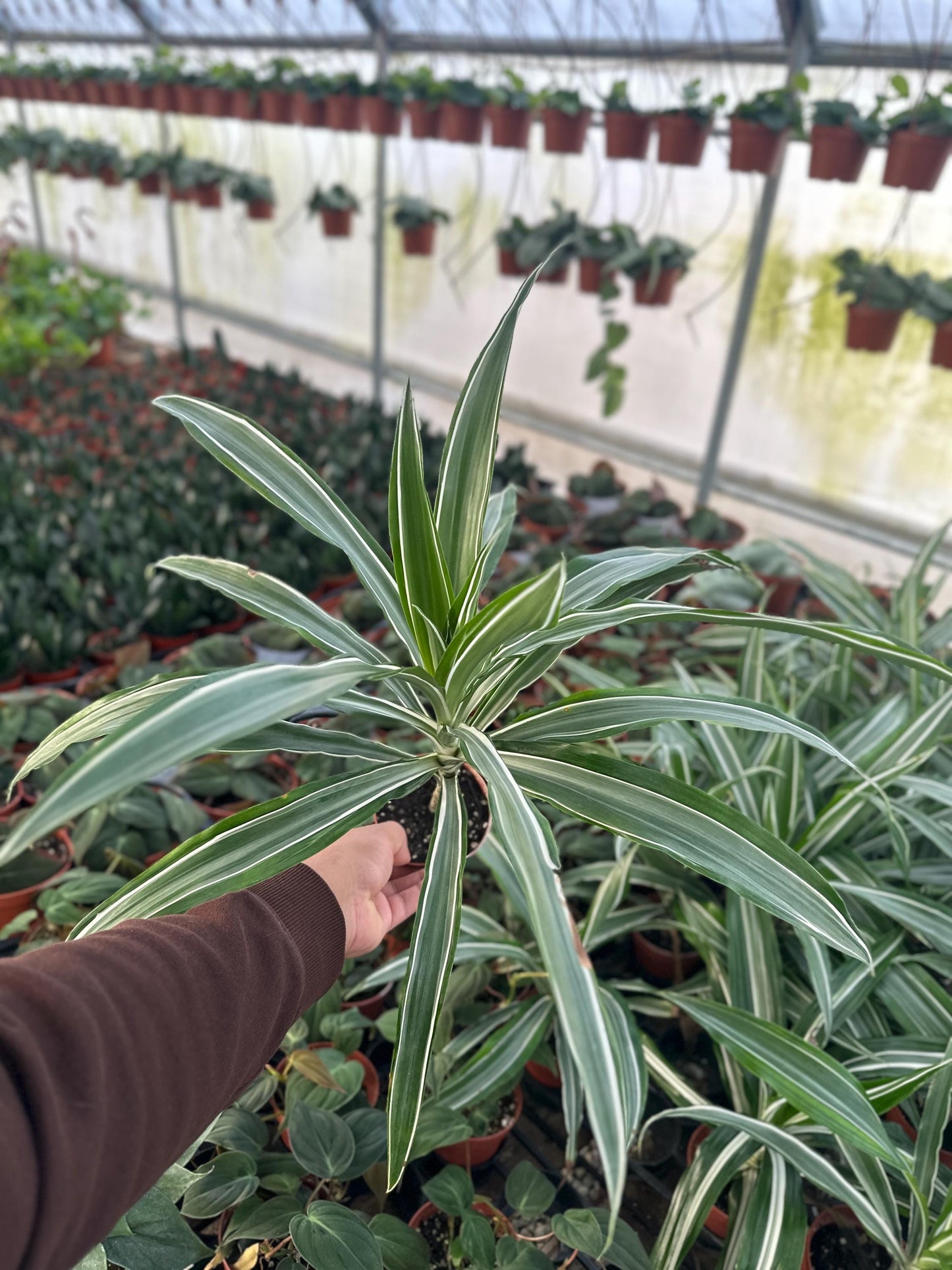 Dracaena Warneckii Plant - 6" from MyPlants