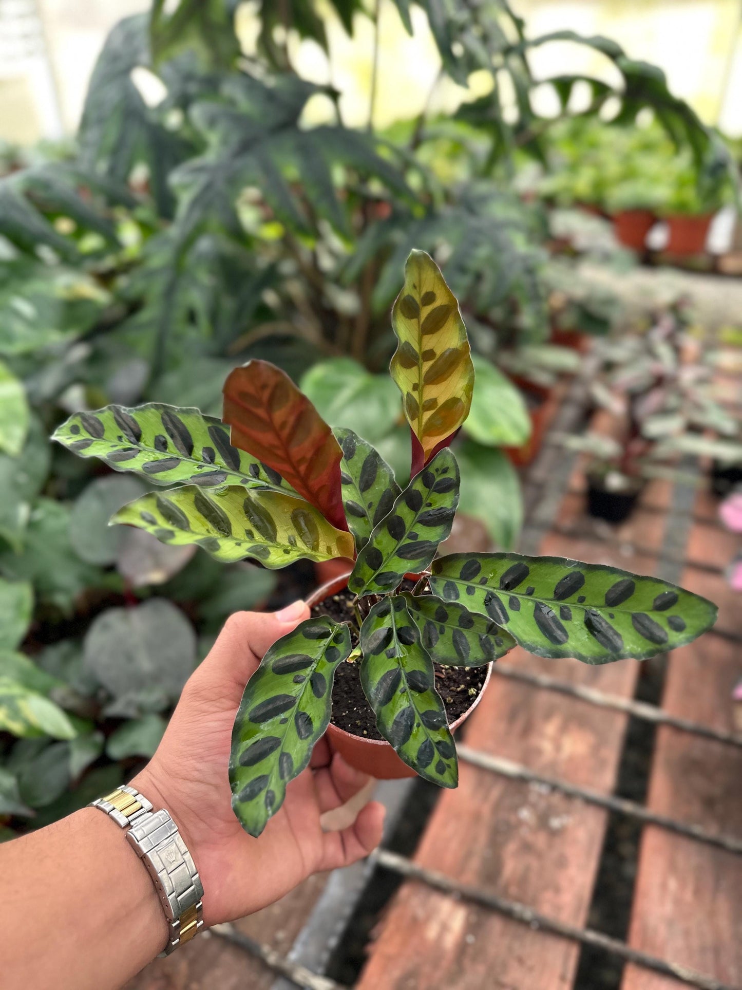 Calathea Rattlesnake - 4" from MyPlants