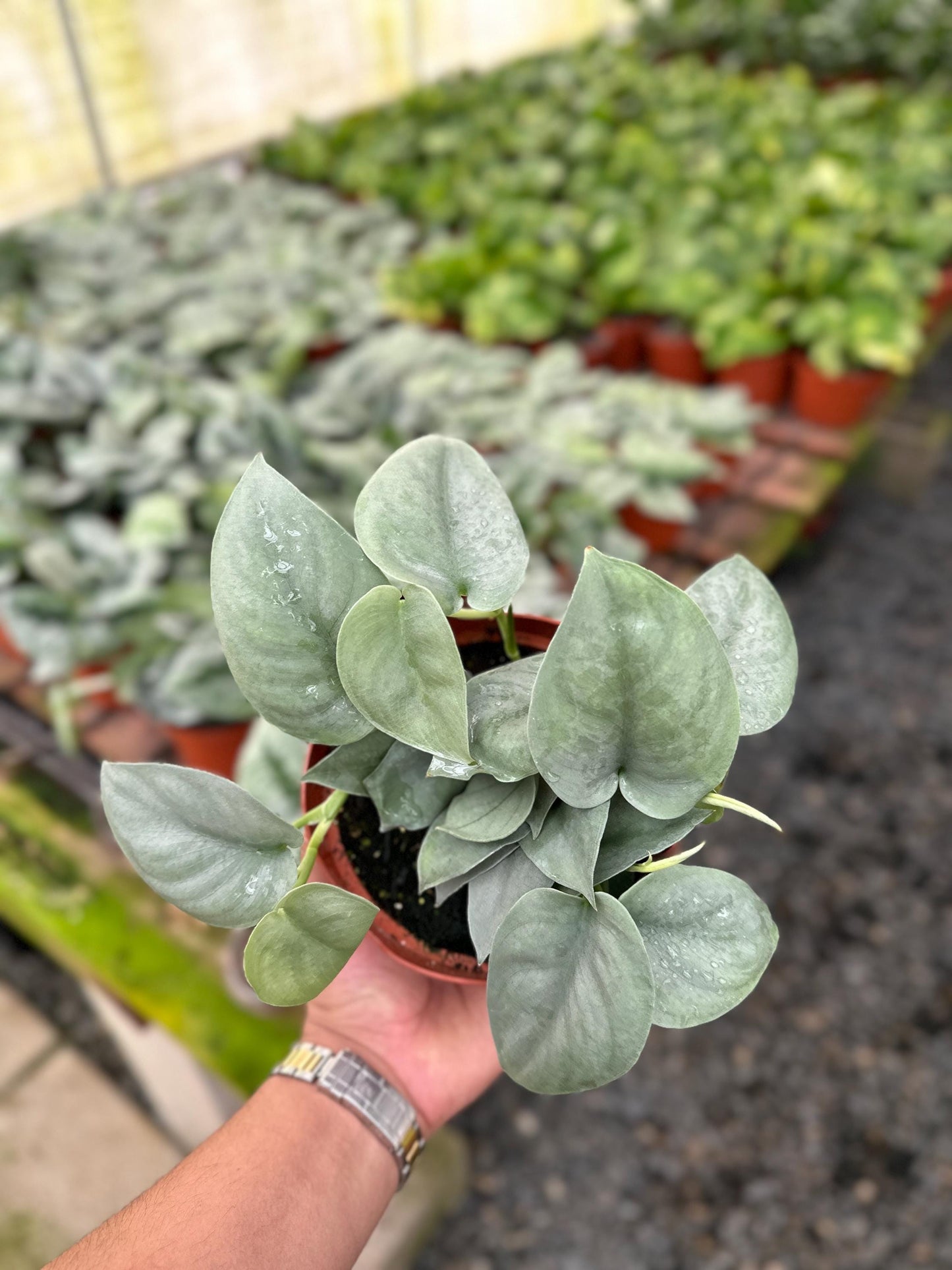 Scindapsus Pictus 'Platinum' - 6" from MyPlants
