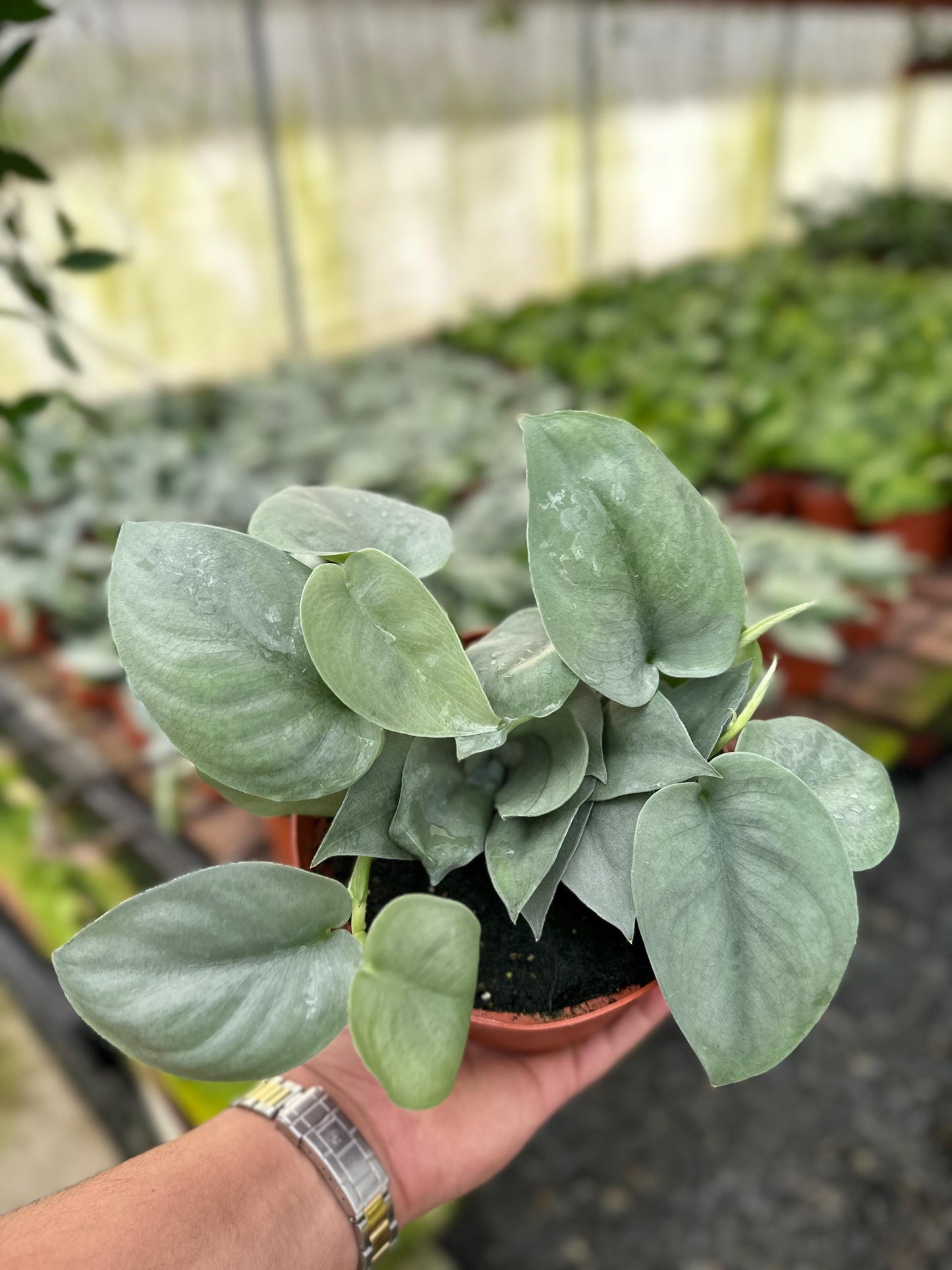 Scindapsus Pictus 'Platinum' - 6" from MyPlants