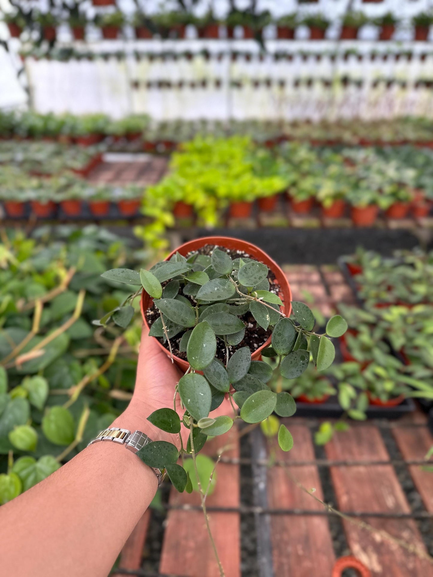 Hoya Chouke - 6" from MyPlants