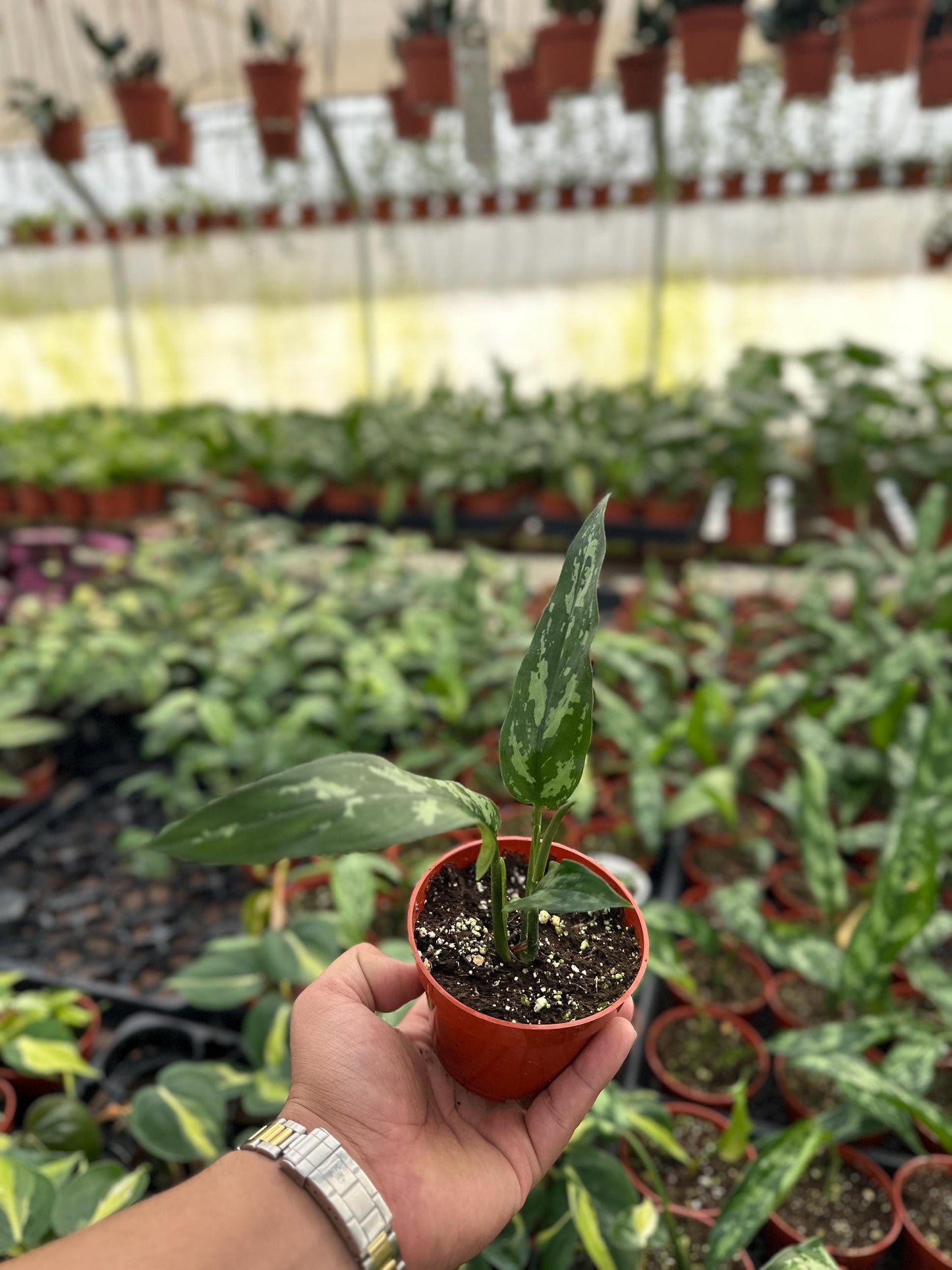 Aglonema Marie - 4" from MyPlants