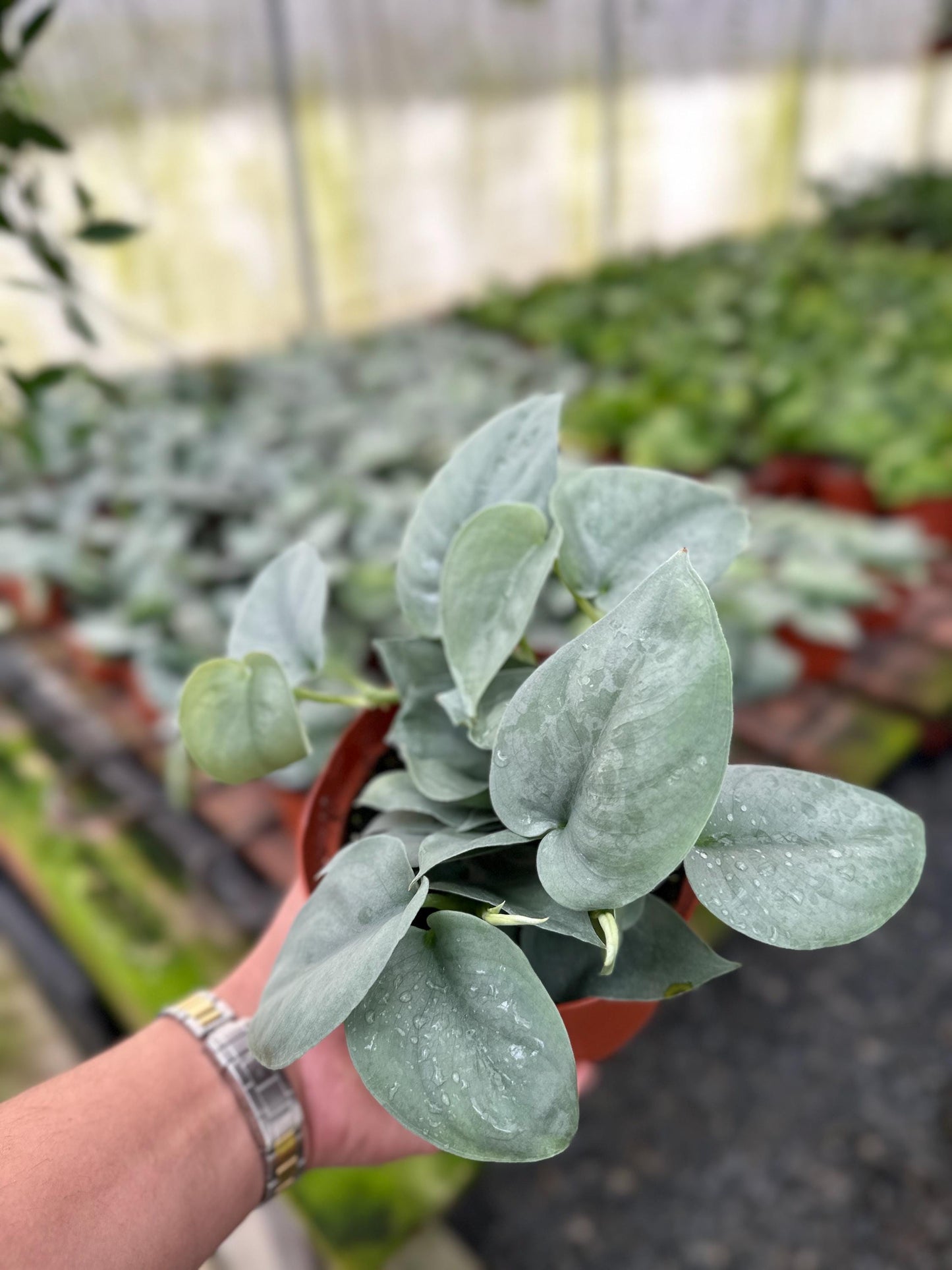 Scindapsus Pictus 'Platinum' - 6" from MyPlants