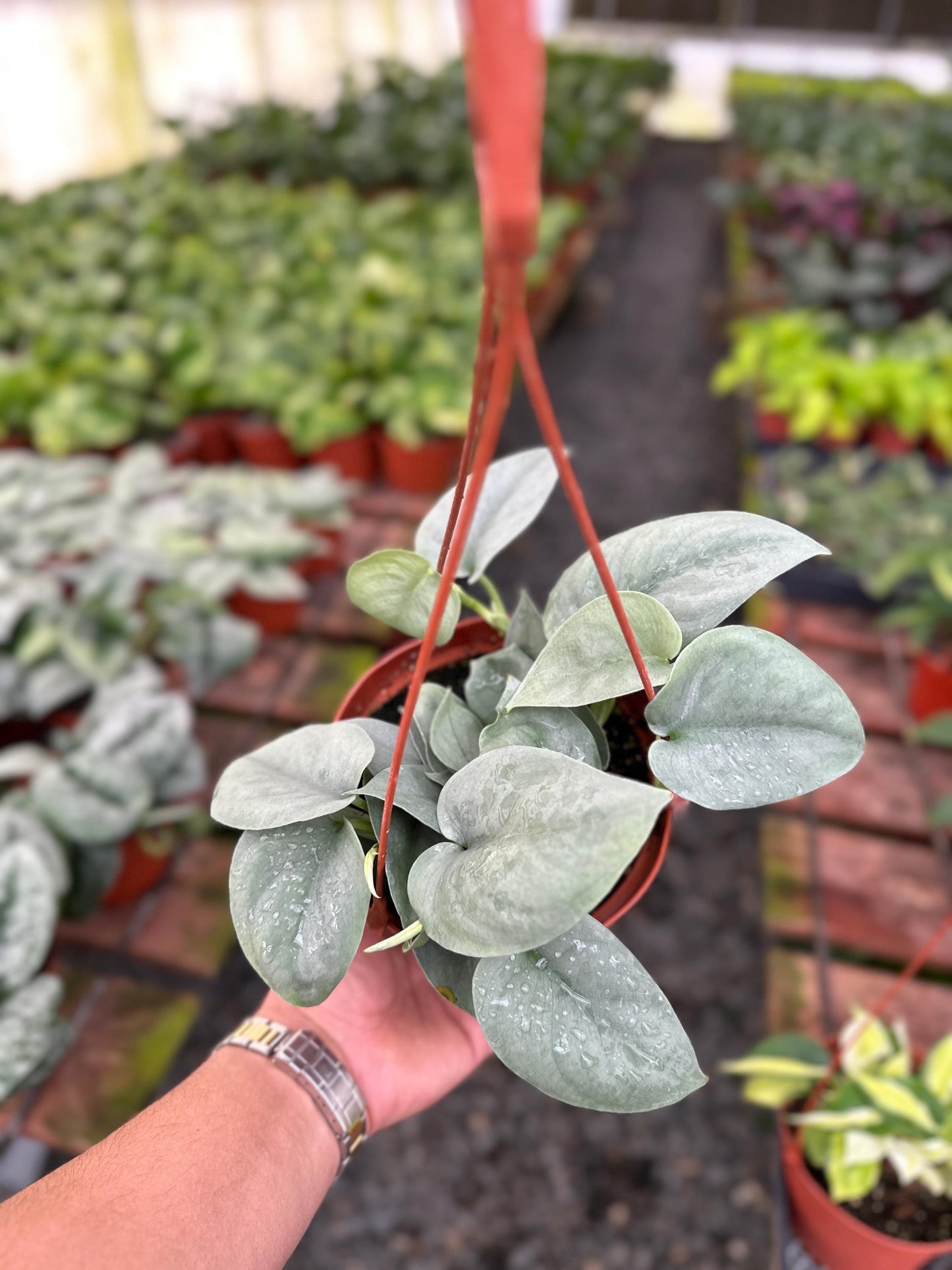 Scindapsus Pictus 'Platinum' - 6" from MyPlants