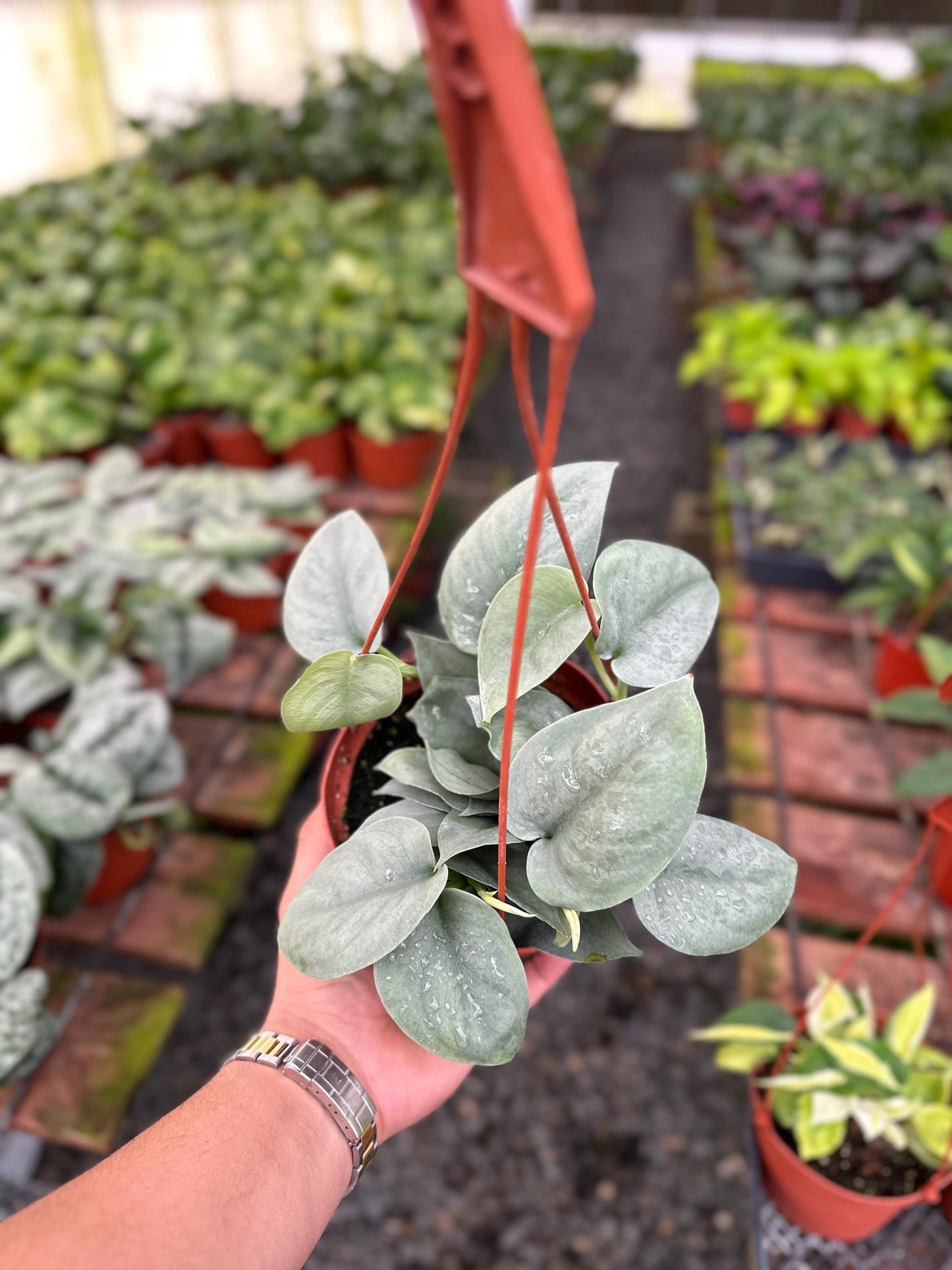 Scindapsus Pictus 'Platinum' - 6" from MyPlants