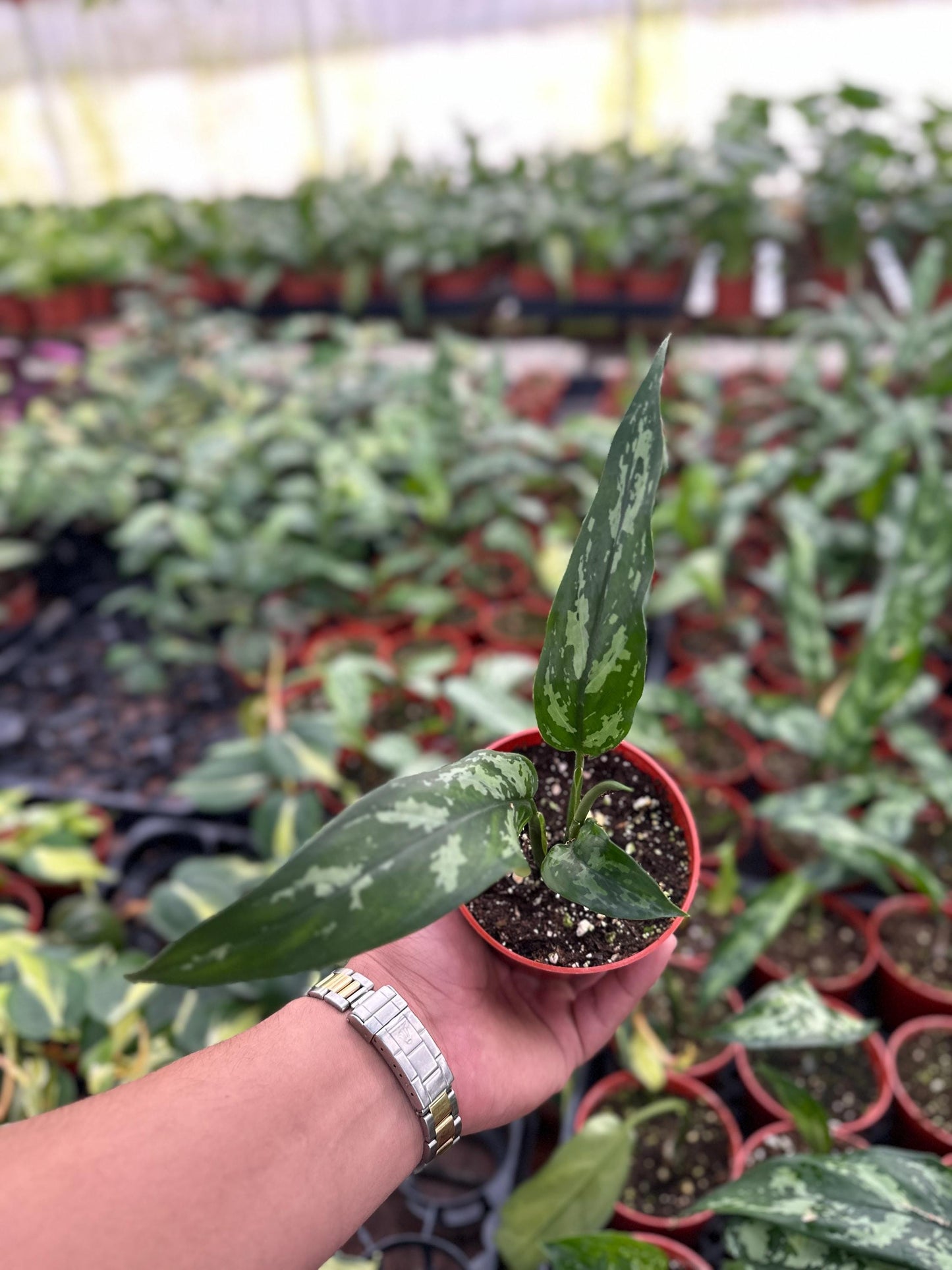 Aglonema Marie - 4" from MyPlants
