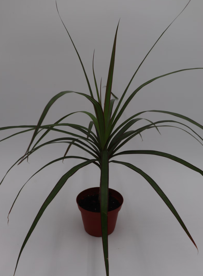 Dracaena Marginata