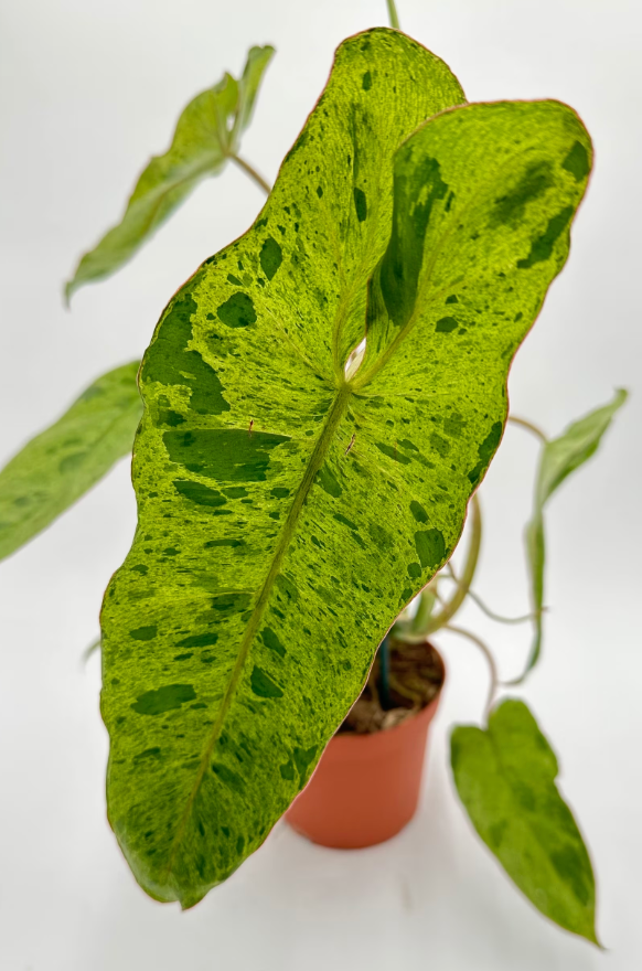 Paraiso Verde Philodendron