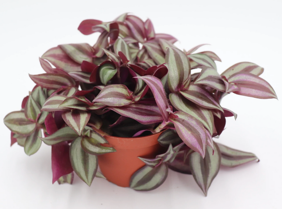 Tradescantia Zebrina (Wandering Jew)