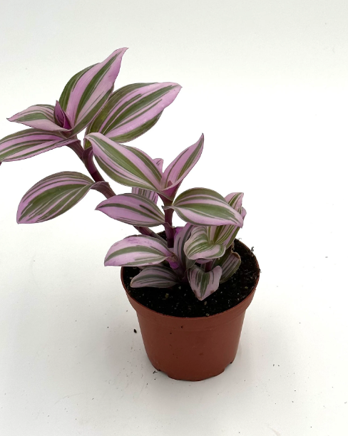 Tradescantia Nanouk (Pink Nanouk)