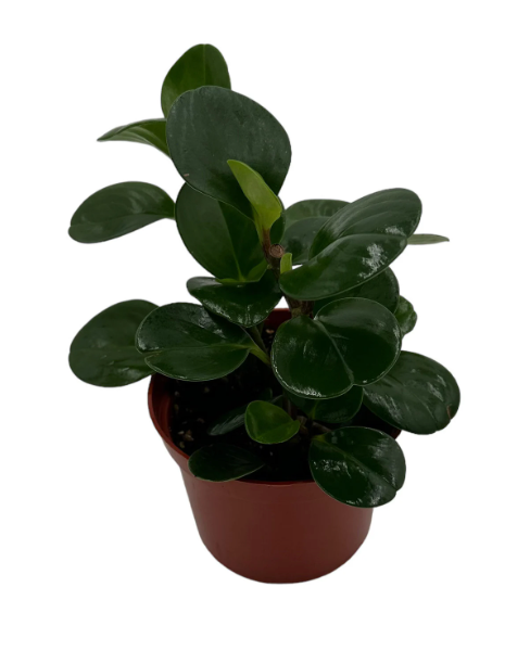 Peperomia Green