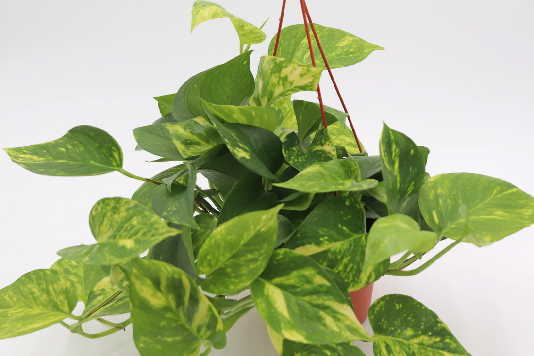 Pothos Golden