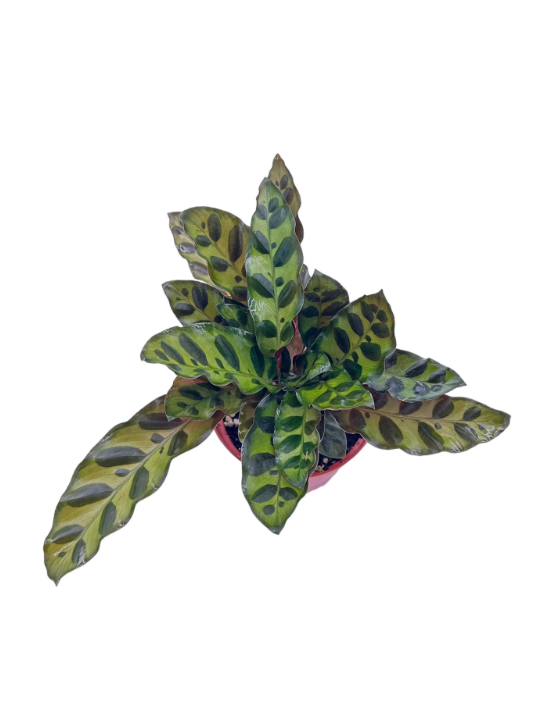 Calathea Rattlesnake